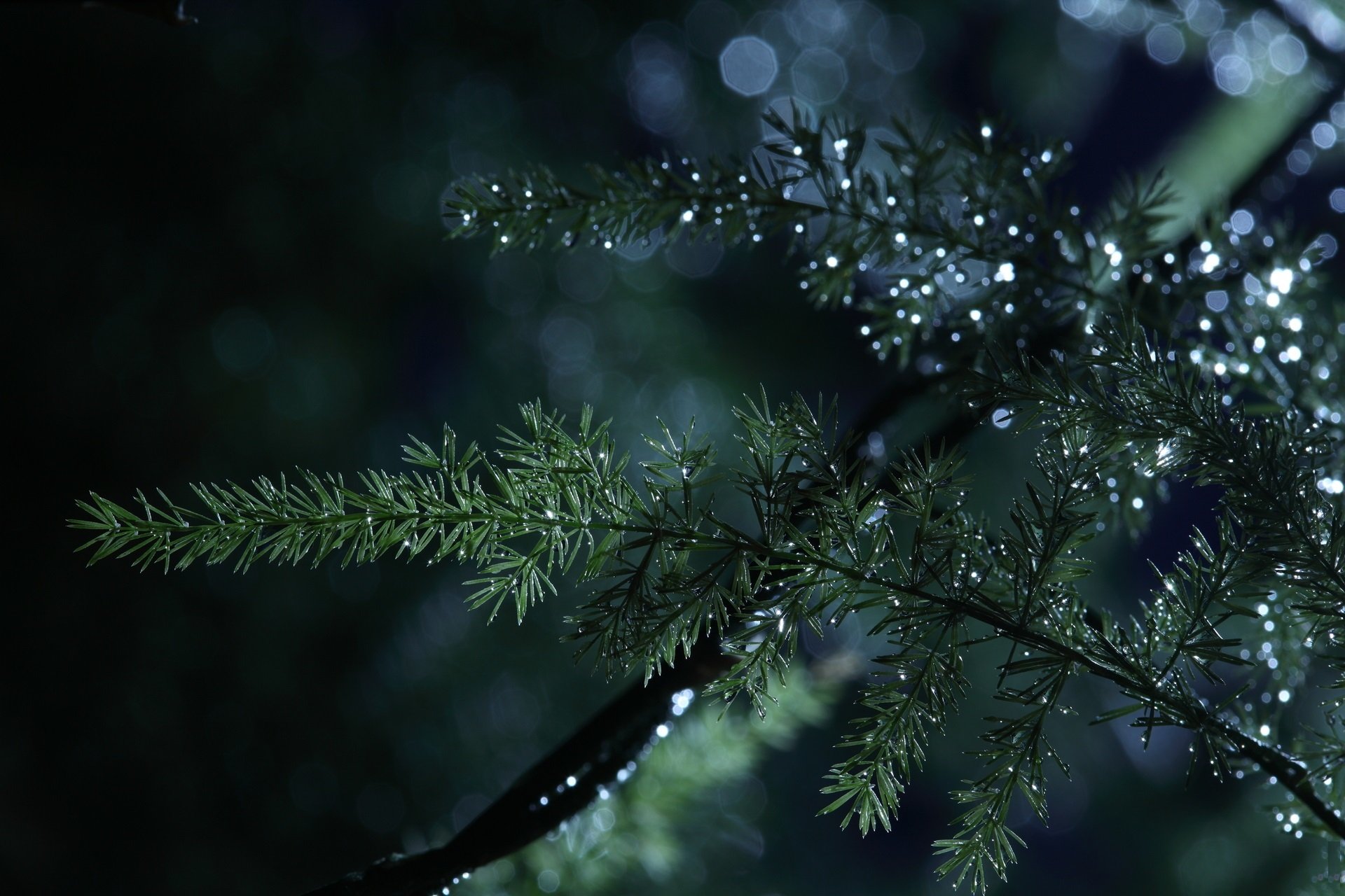 naturaleza macro ramitas gotas de agua