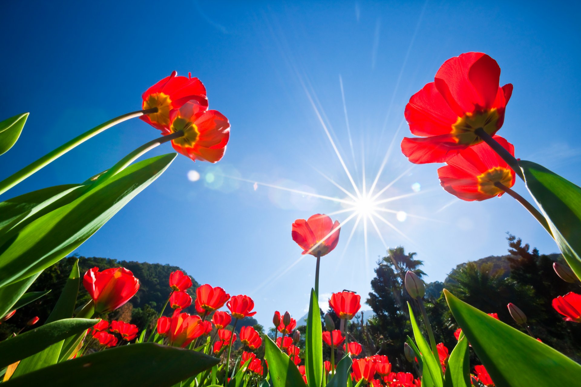 árboles cielo sol rayos flores tulipanes