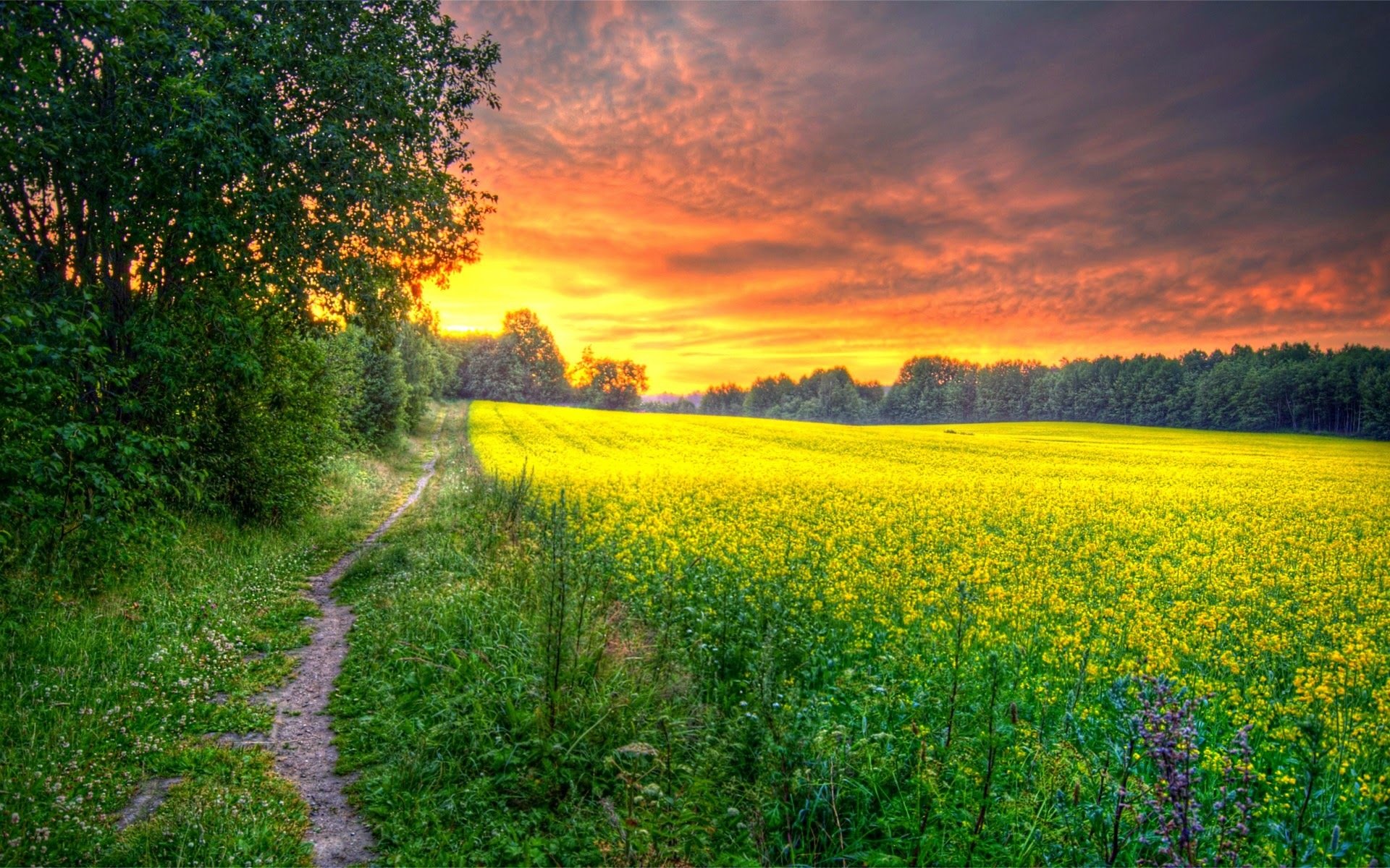 dawn morning sun the field grass forest flower road