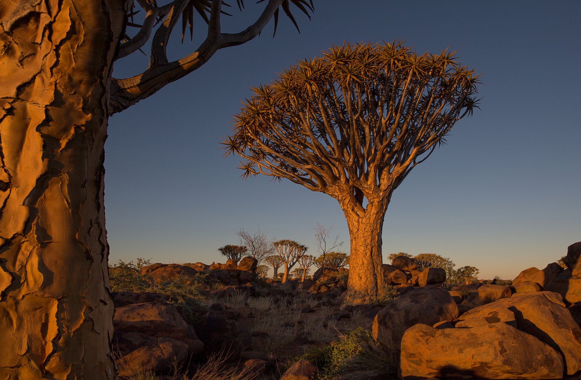 namibia afryka niebo zachód słońca drzewa kamienie krajobraz