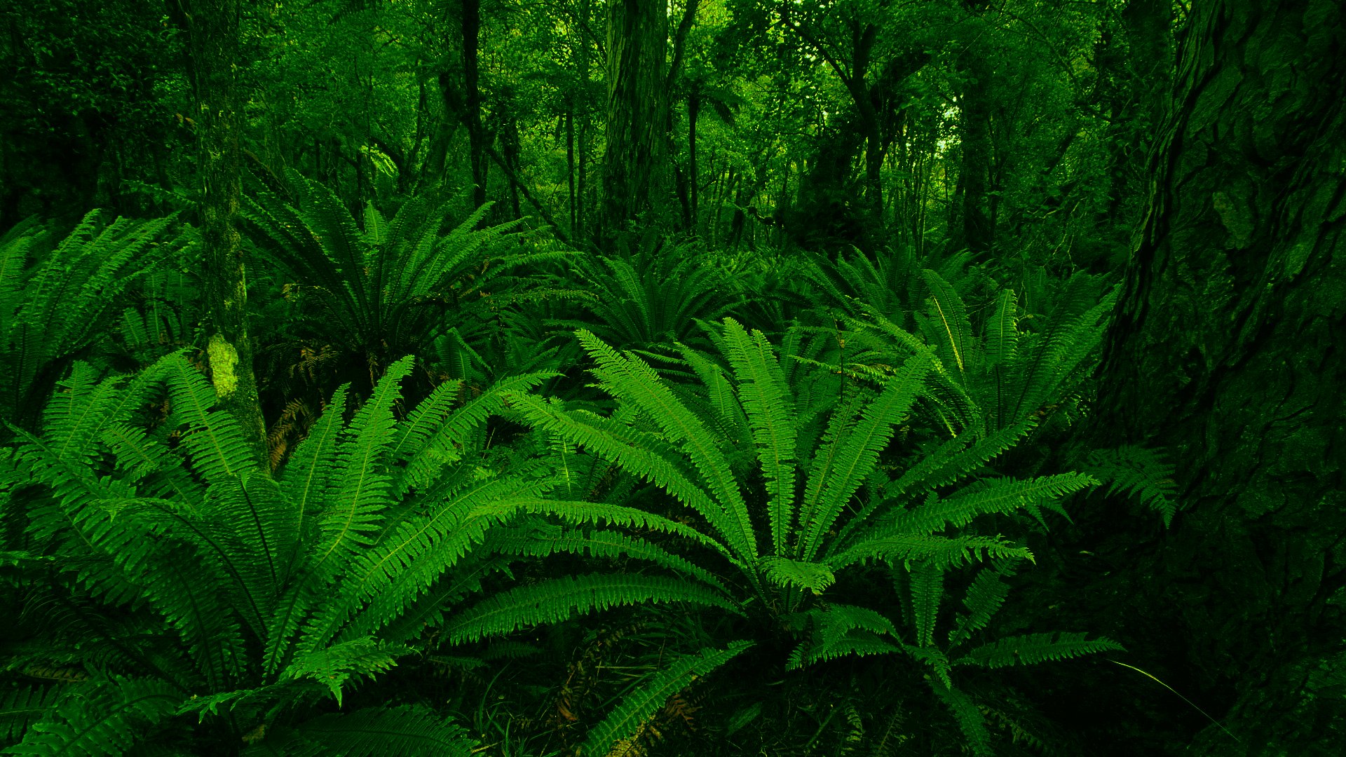 plantes vert feuille forêt