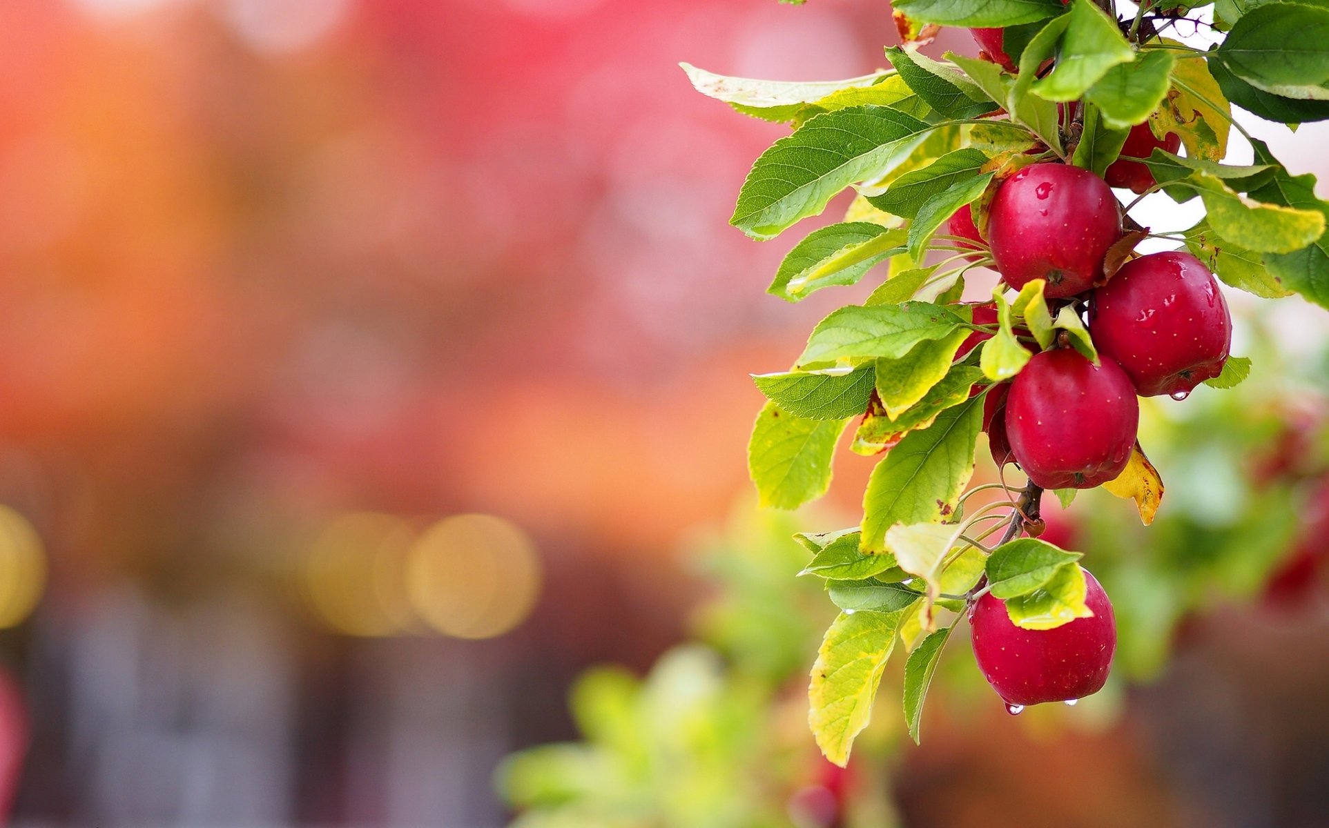 apfelbaum zweig zweig äpfel blätter