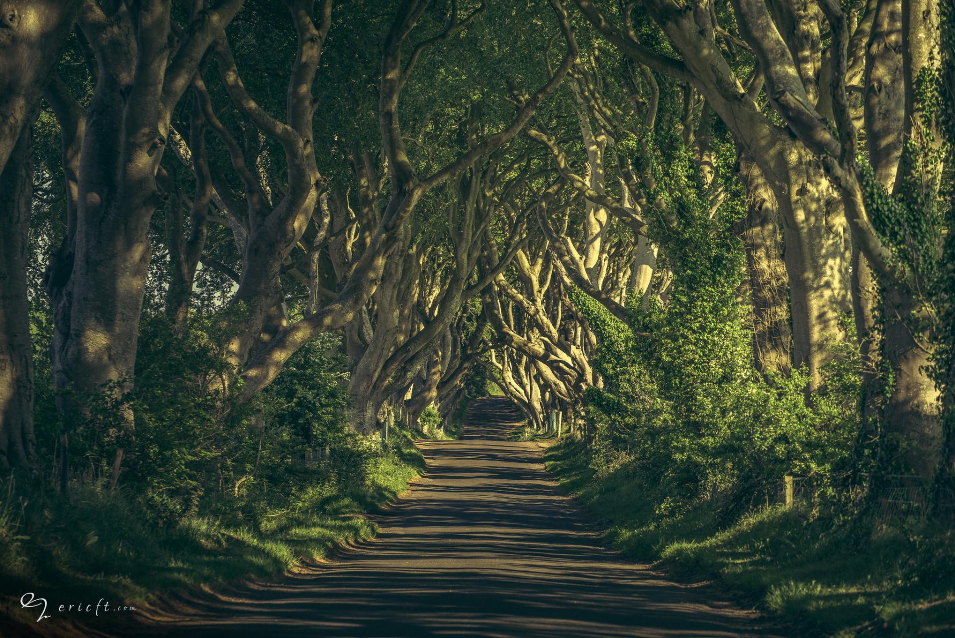 strada alberi natura rami