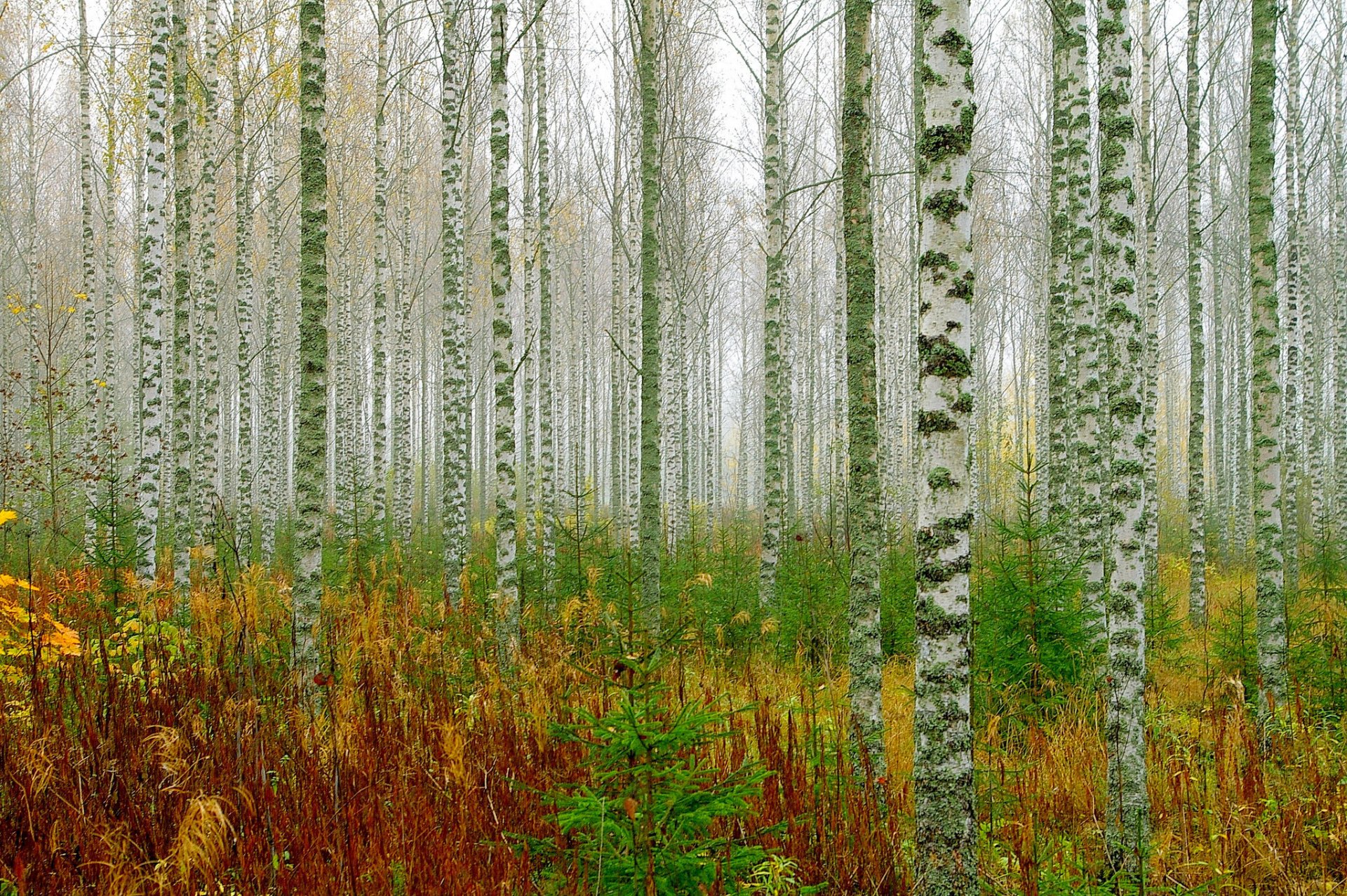 foresta boschetto alberi betulle