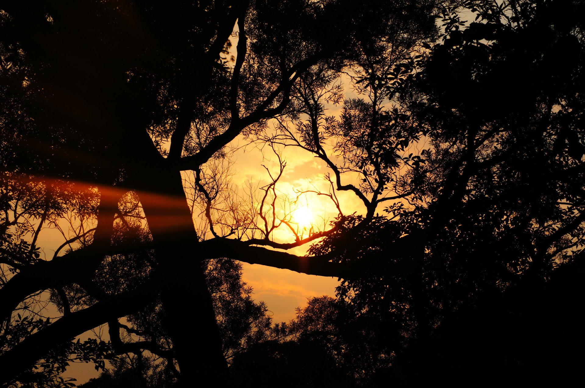 árbol follaje sol nubes