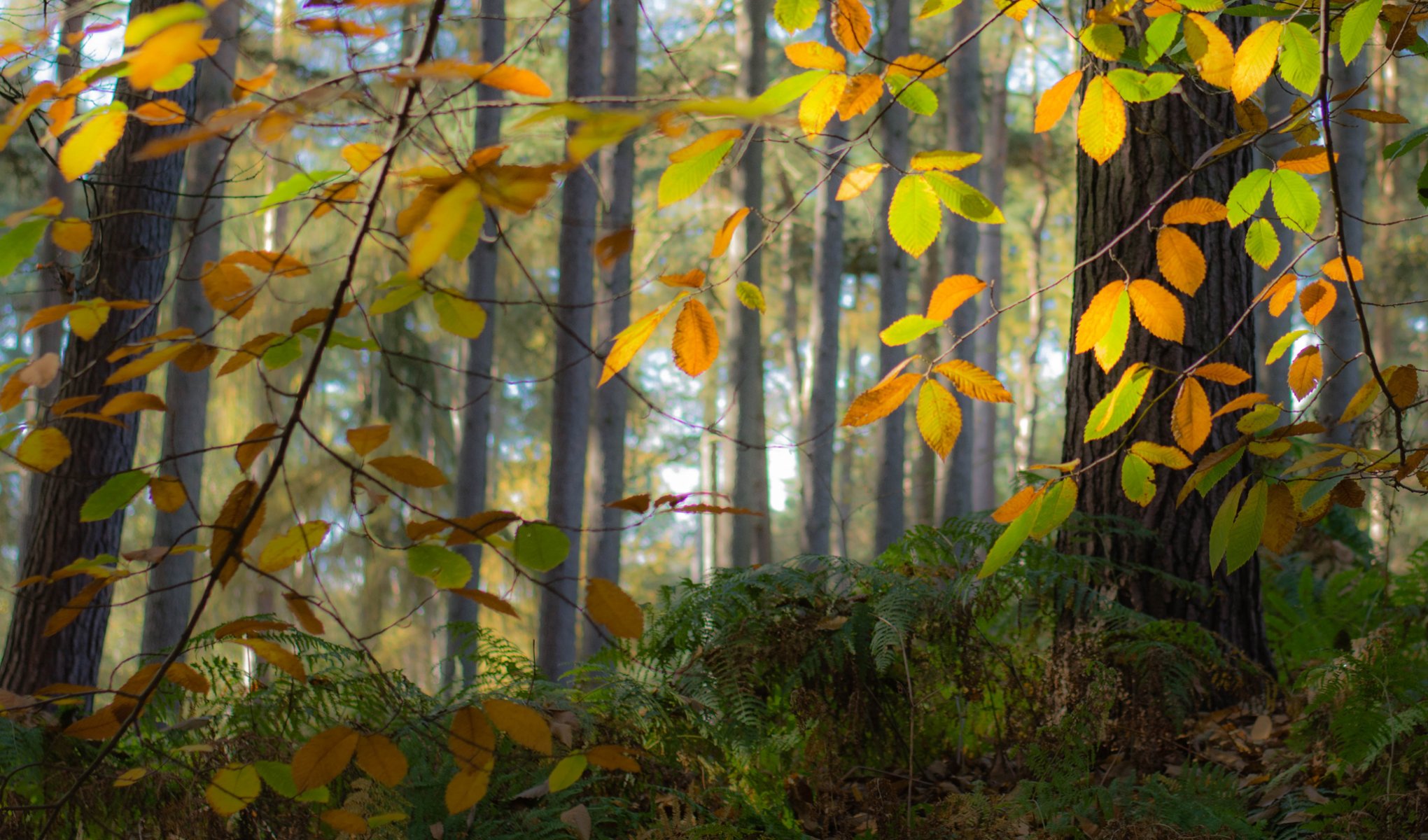 bosque árboles hojas otoño niebla