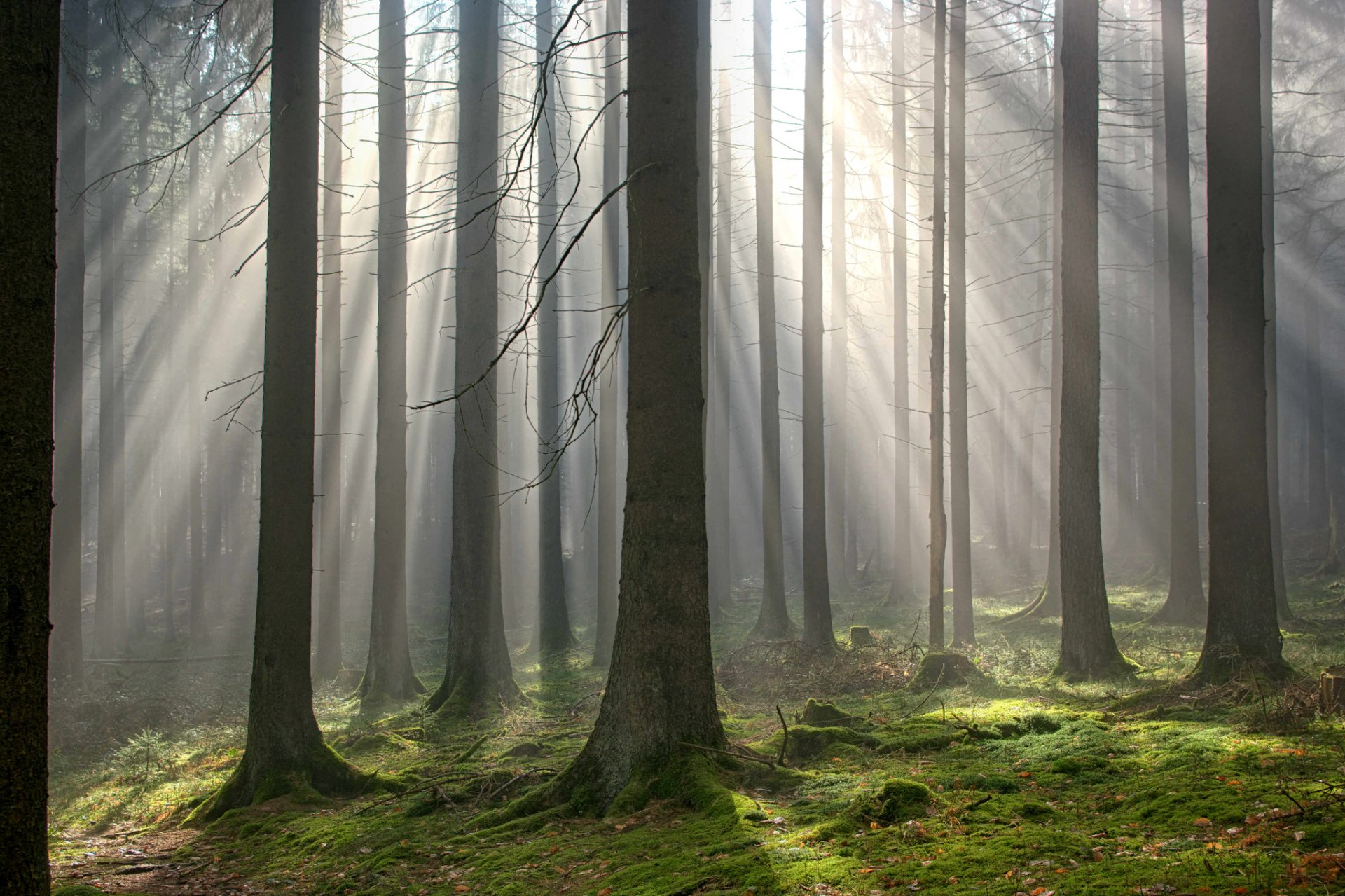 foresta nebbia luce raggi autunno