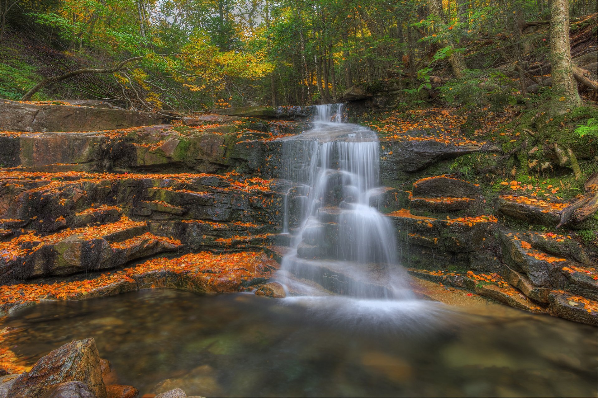 forest tree autumn rock stage waterfall feed creek