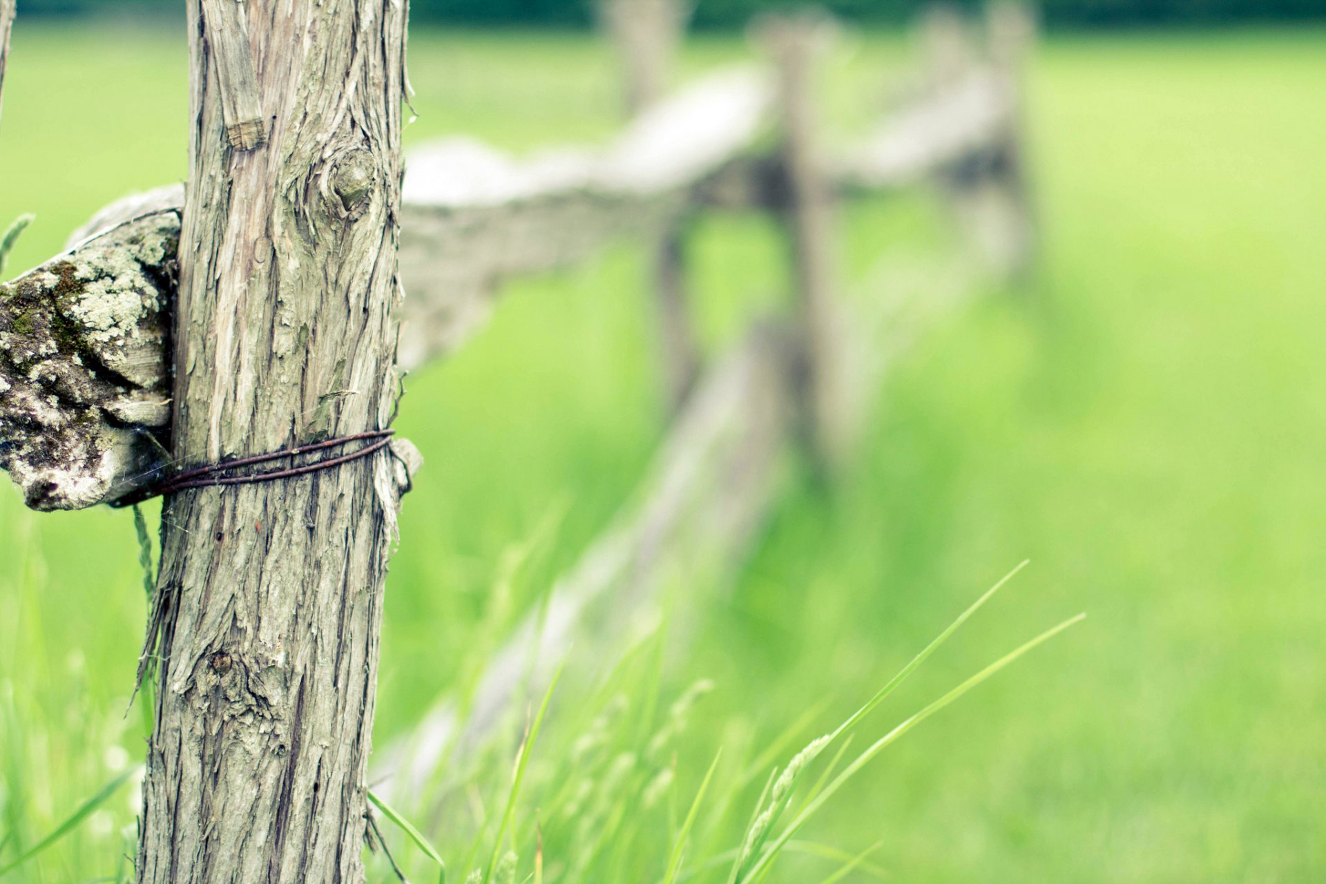 fence hedge tree wire grass field summer