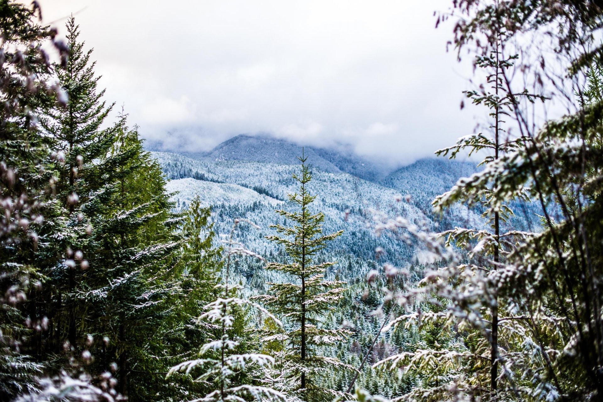 invierno nieve bosque montañas árboles niebla frío