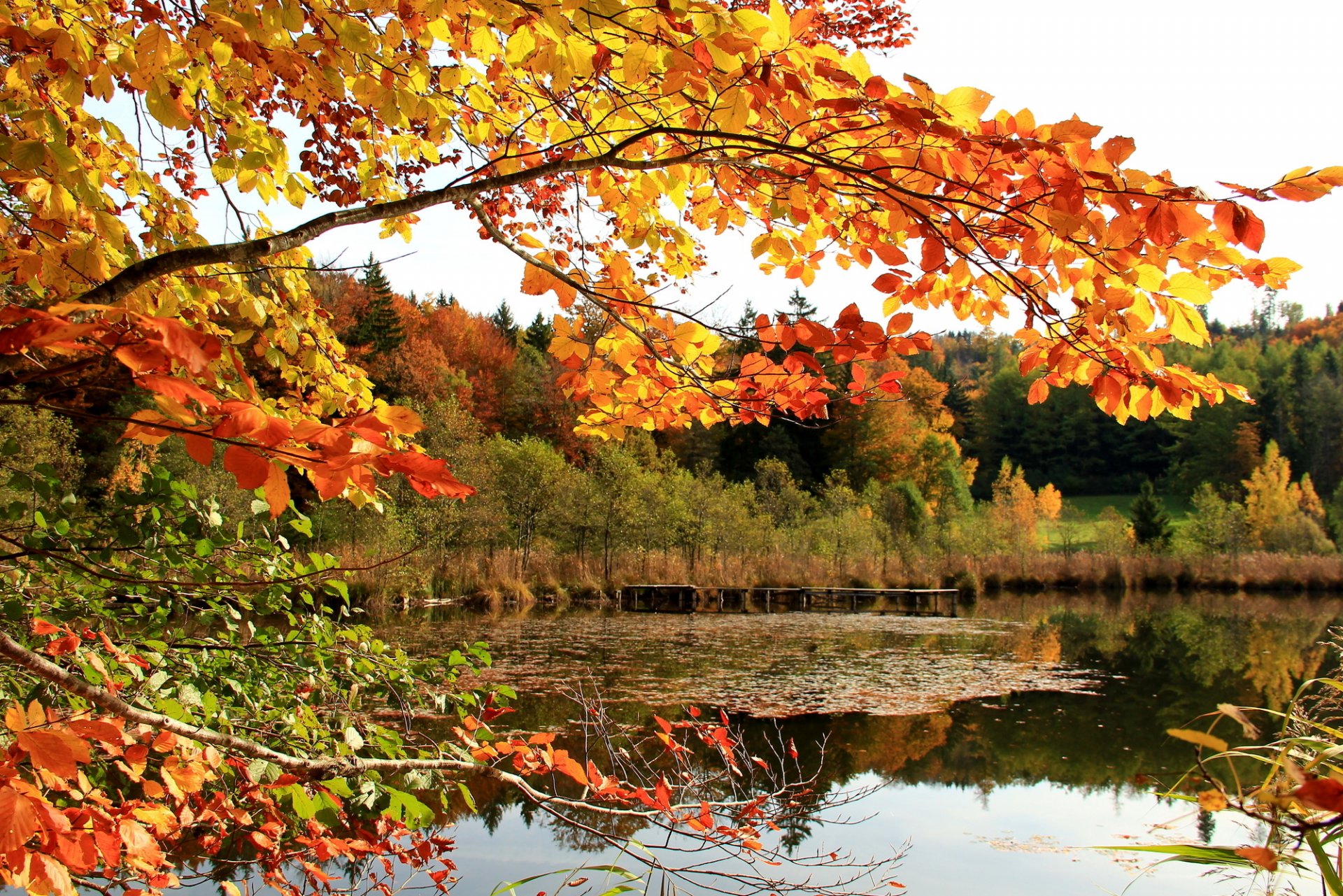 cielo foresta lago ramo foglie autunno