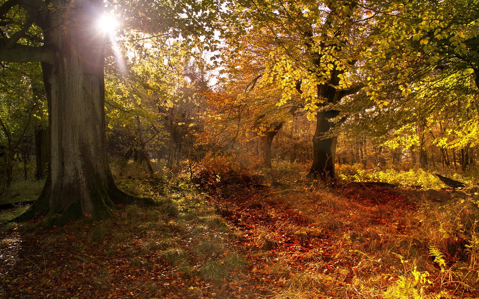 foresta autunno natura