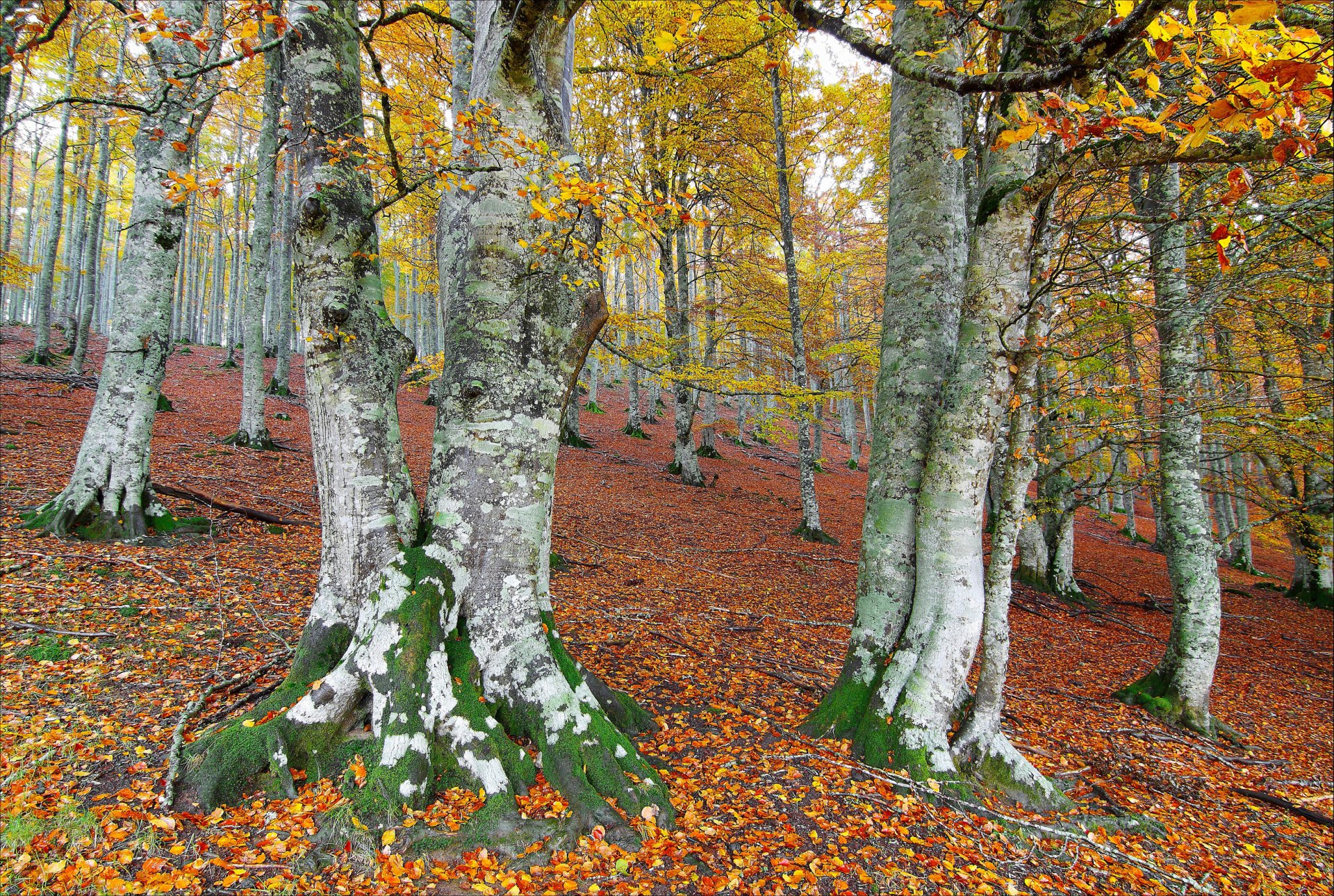 otoño bosque árboles hojas pendiente colina