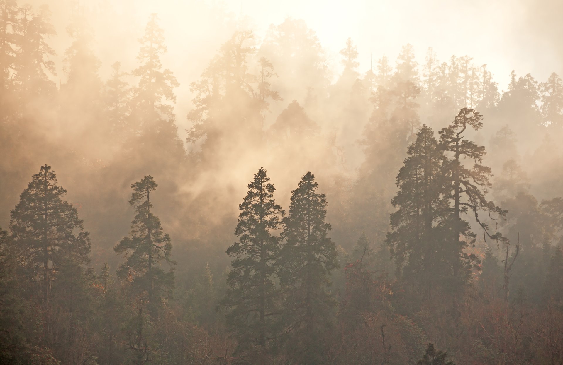 wald nebel bäume