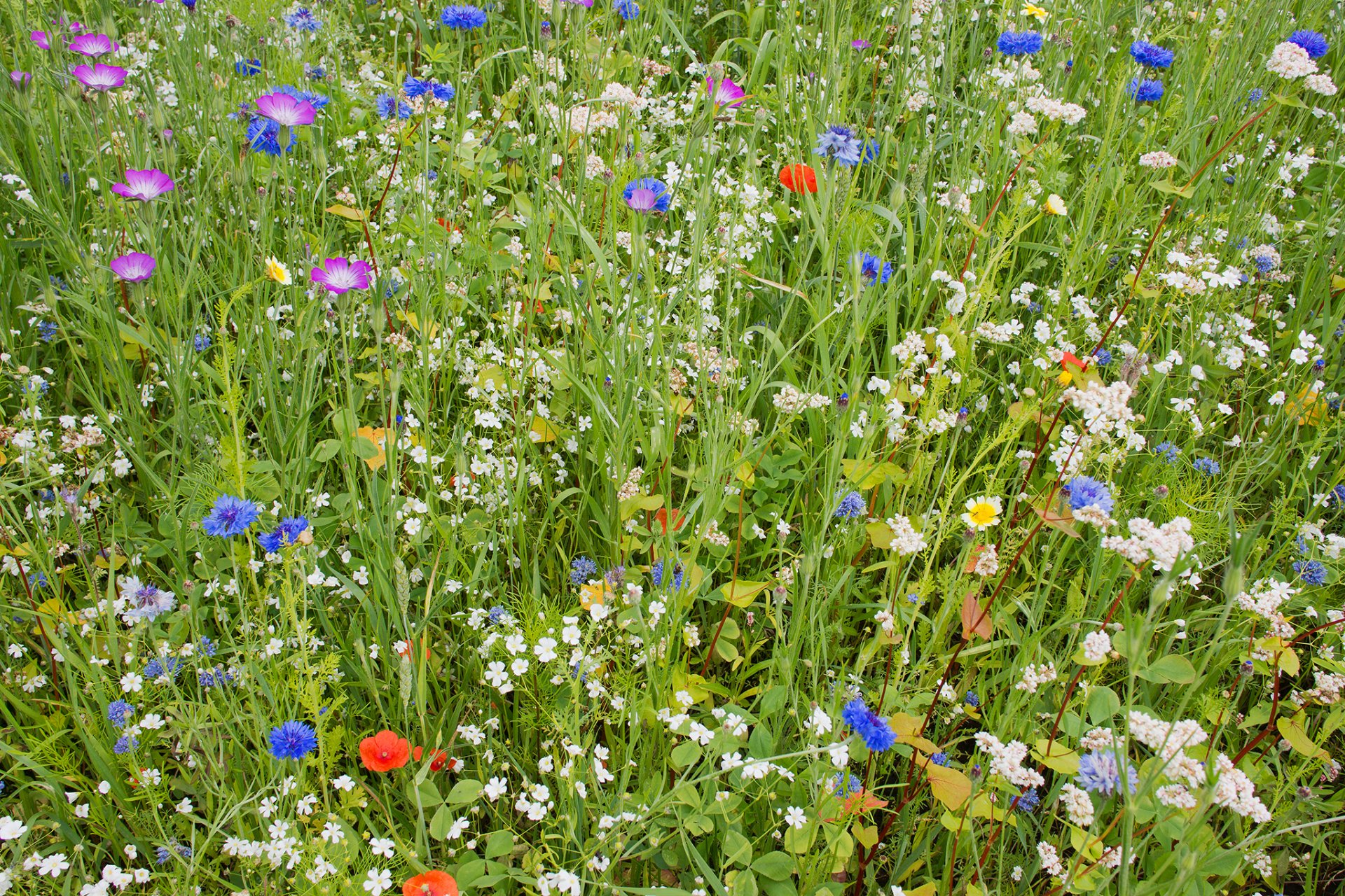 wiese feld garten gras teppich blumen blütenblätter sommer