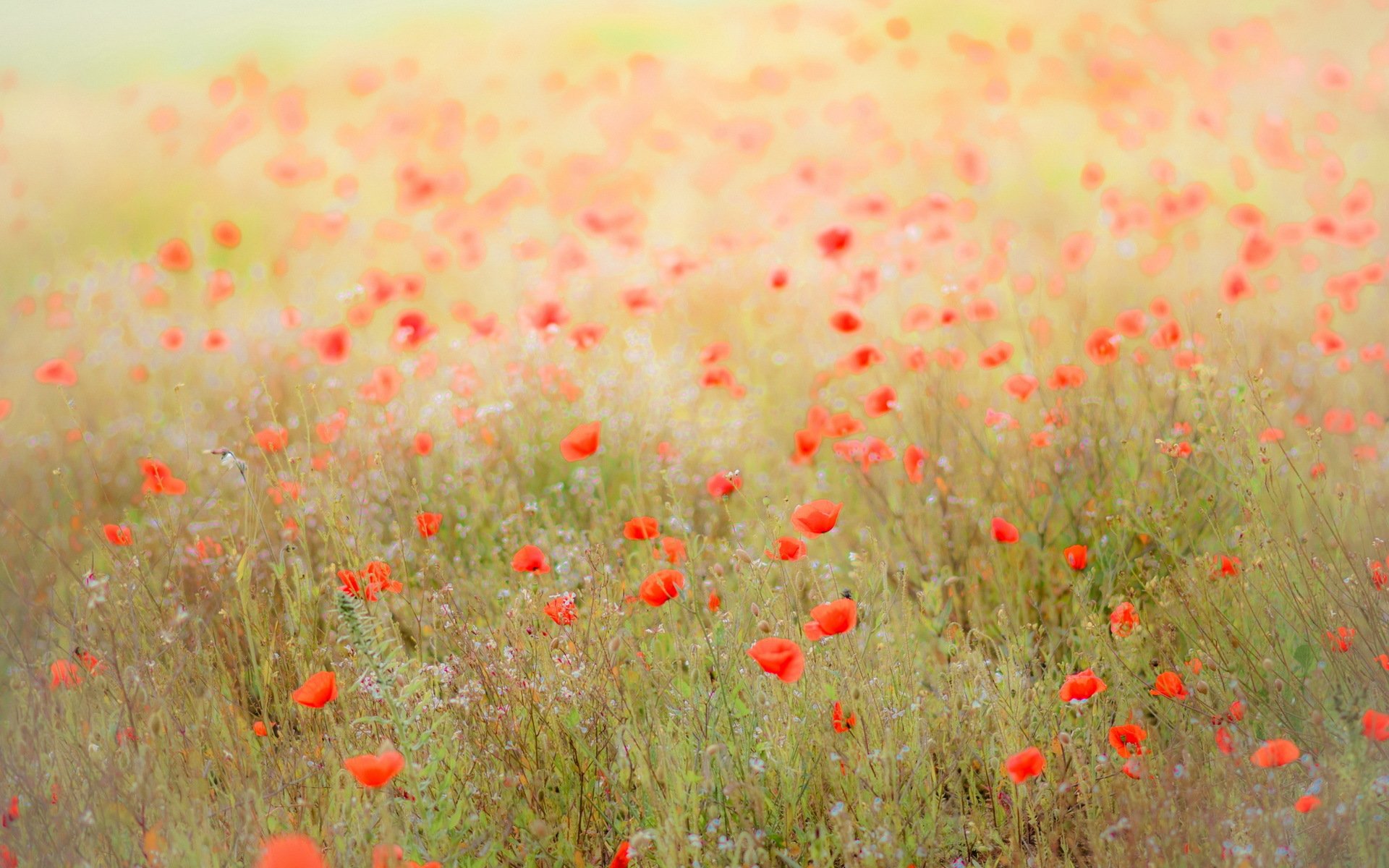 feld mohnblumen natur landschaft