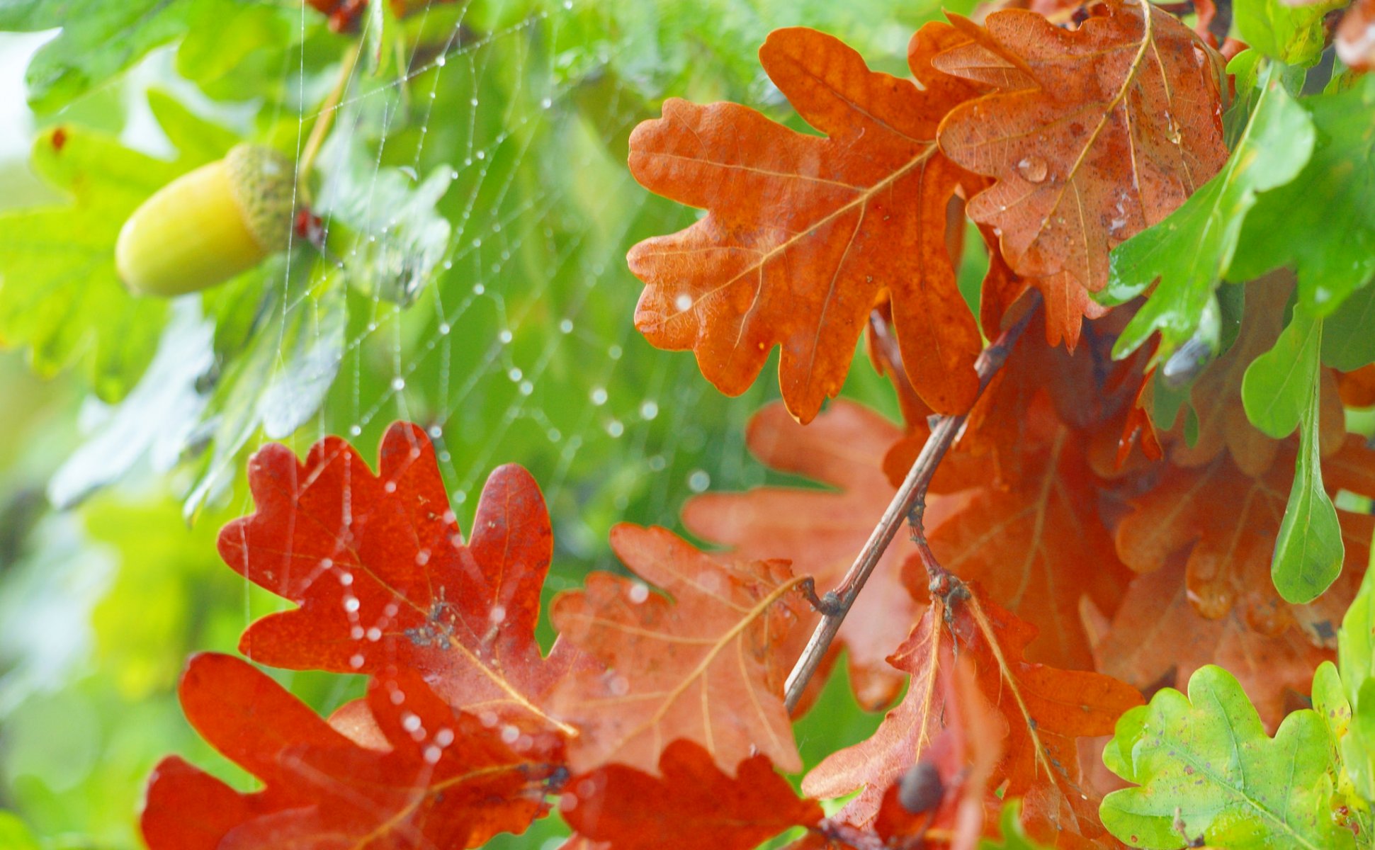 chêne feuilles gland toile d araignée automne