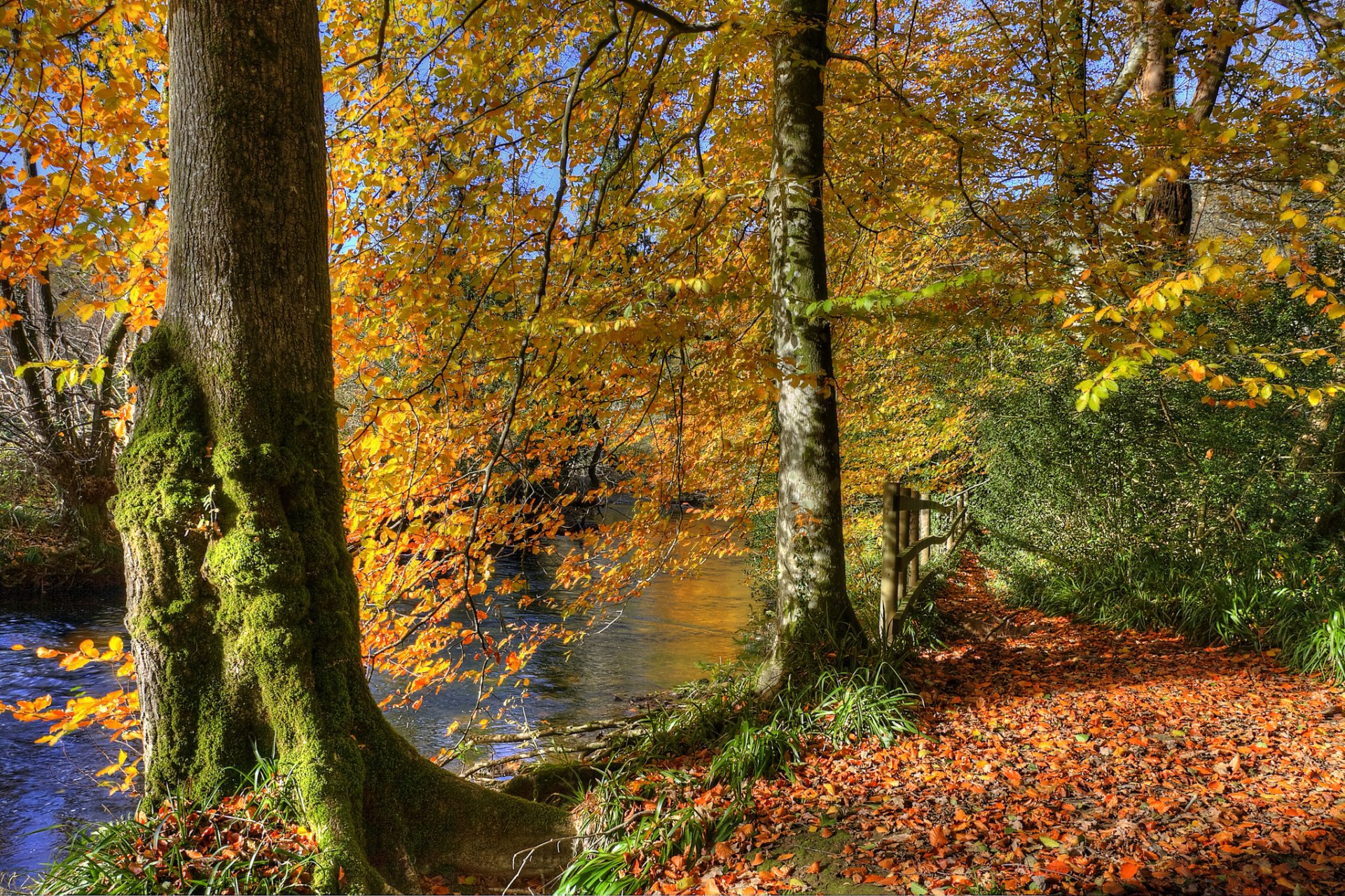 estanque río parque bosque árboles hojas otoño