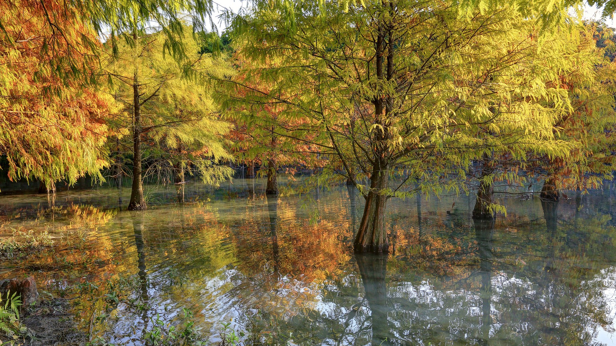 arbres automne nature