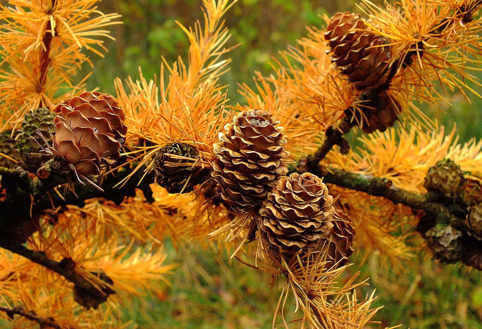 branch needle bump needles autumn close up