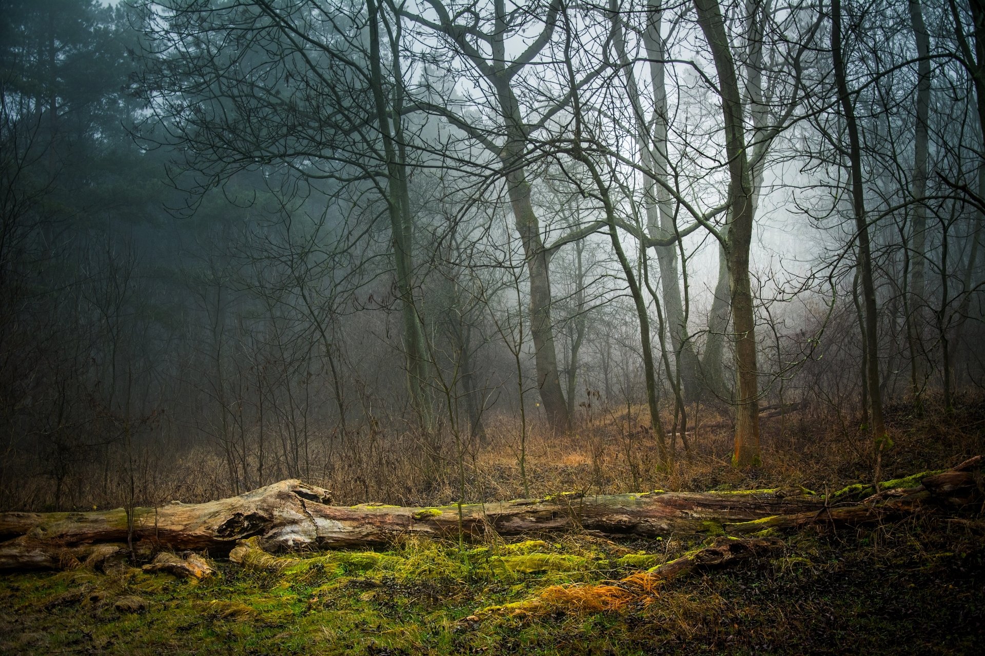 forest fog grass mo