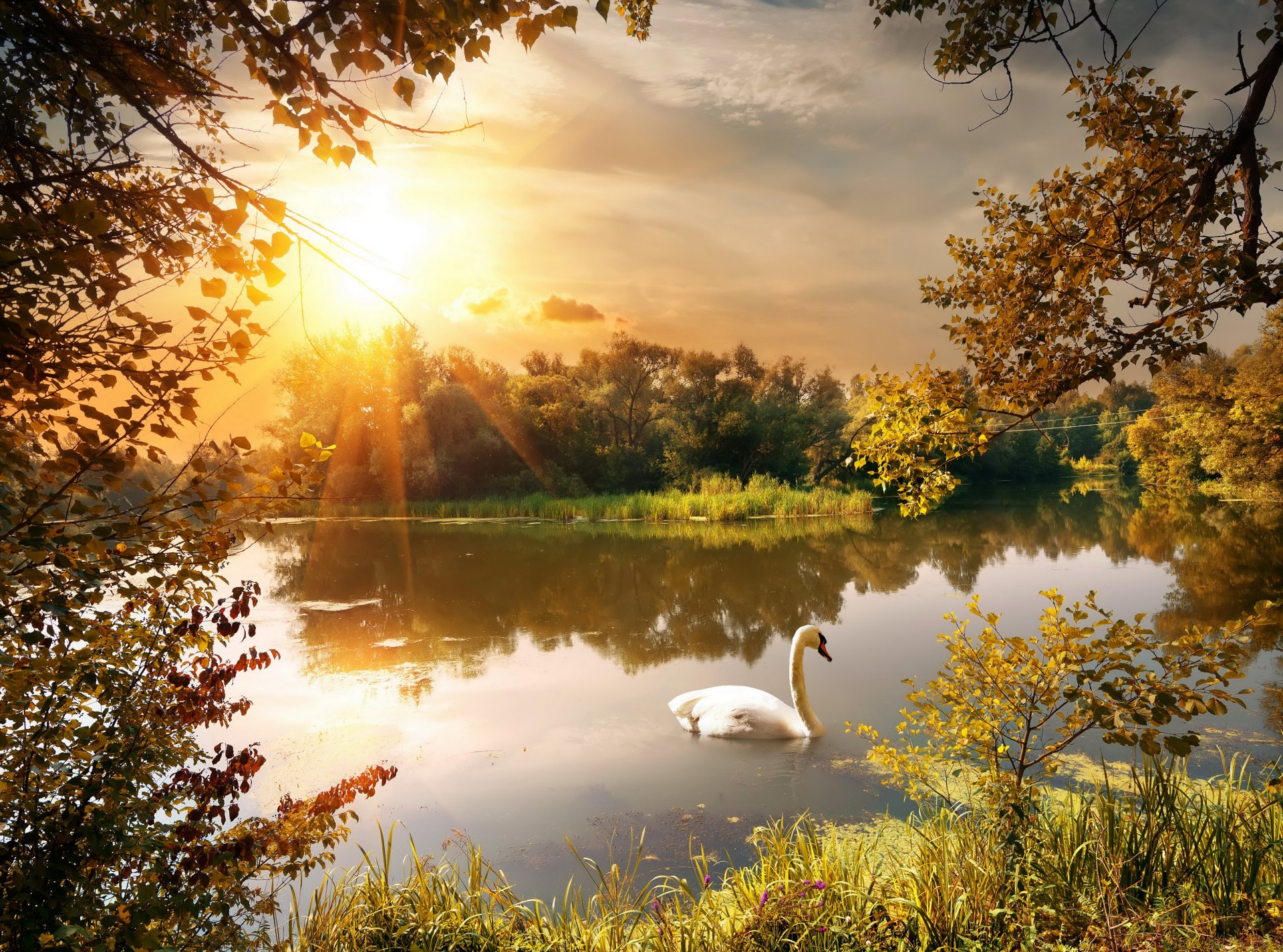 autumn park pond sun swan tree branches leave