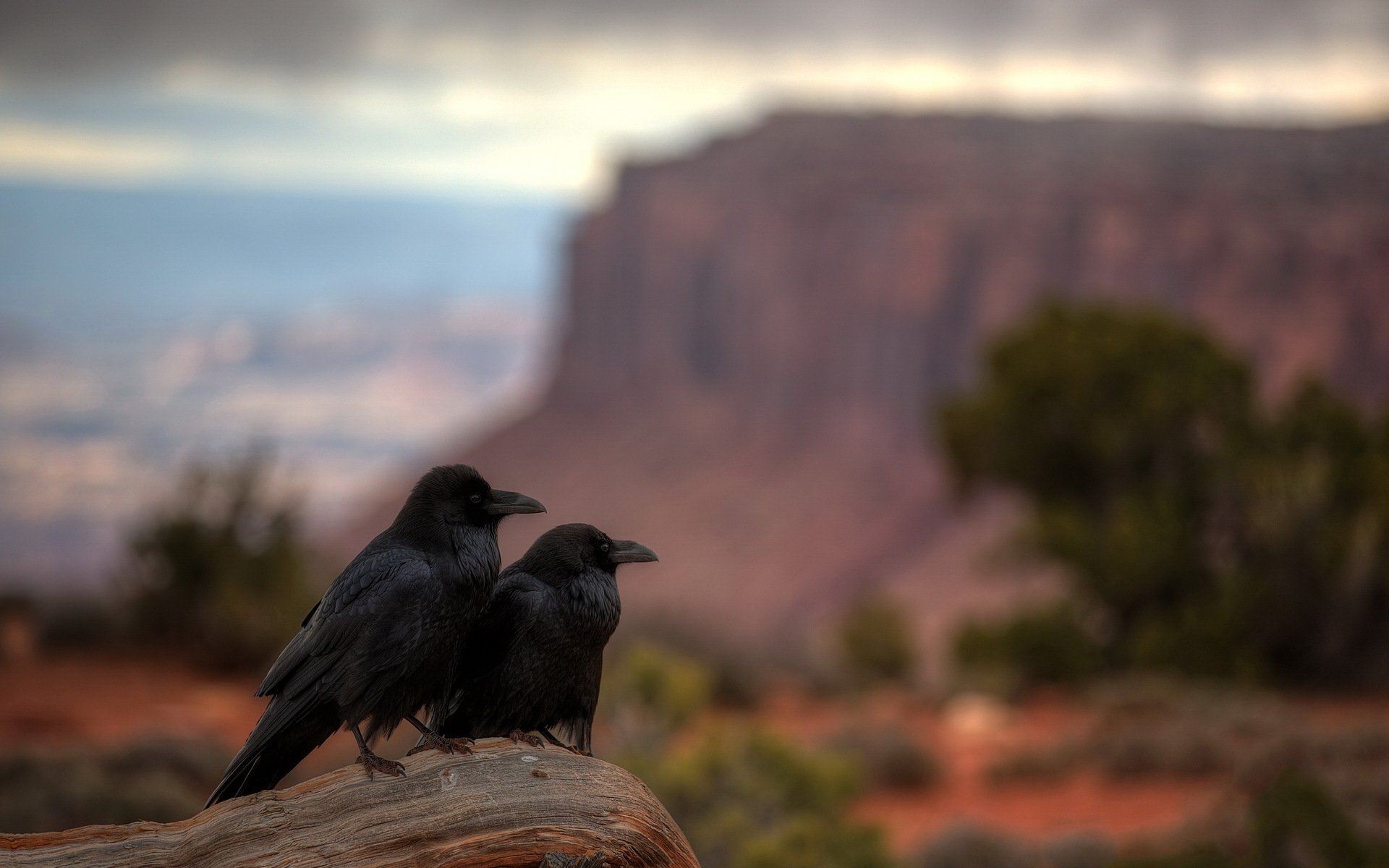 raven presentation canyonlands national park utah