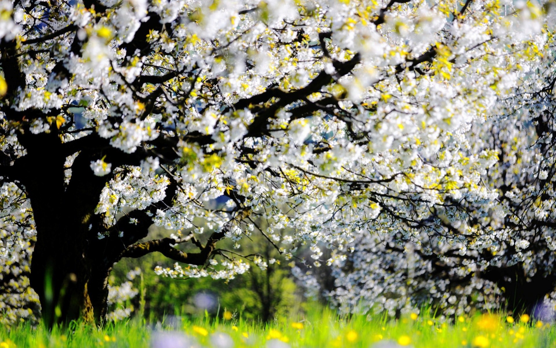 jardin printemps nature