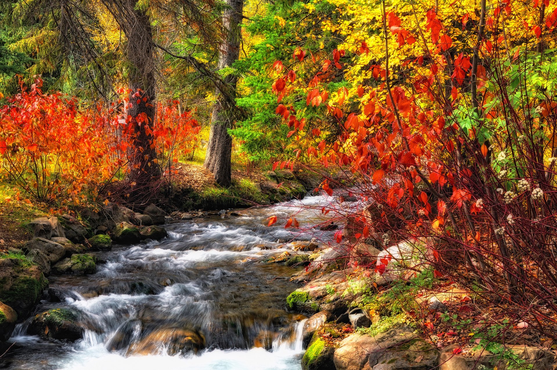 forêt ruisseau rivière automne