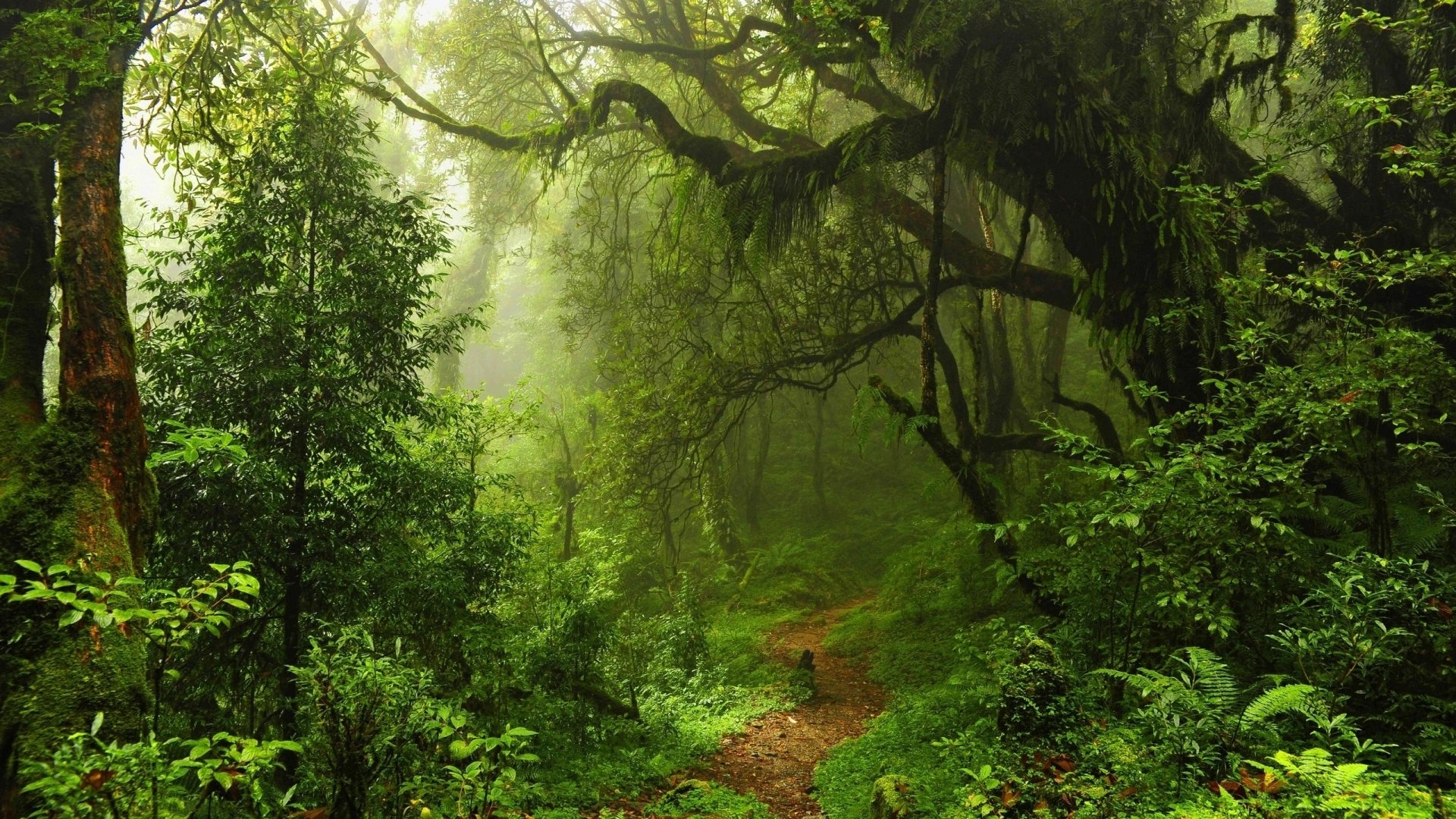 jungle arbres buissons herbe sentier