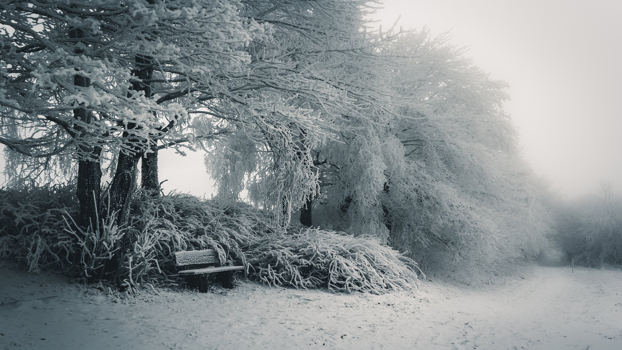 winter snow nature bench