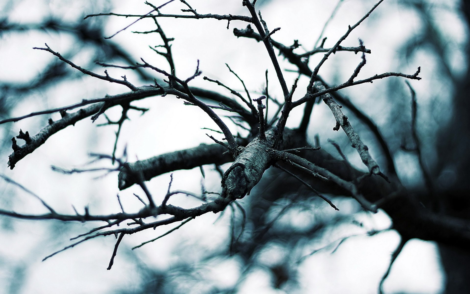 baum zweige makro