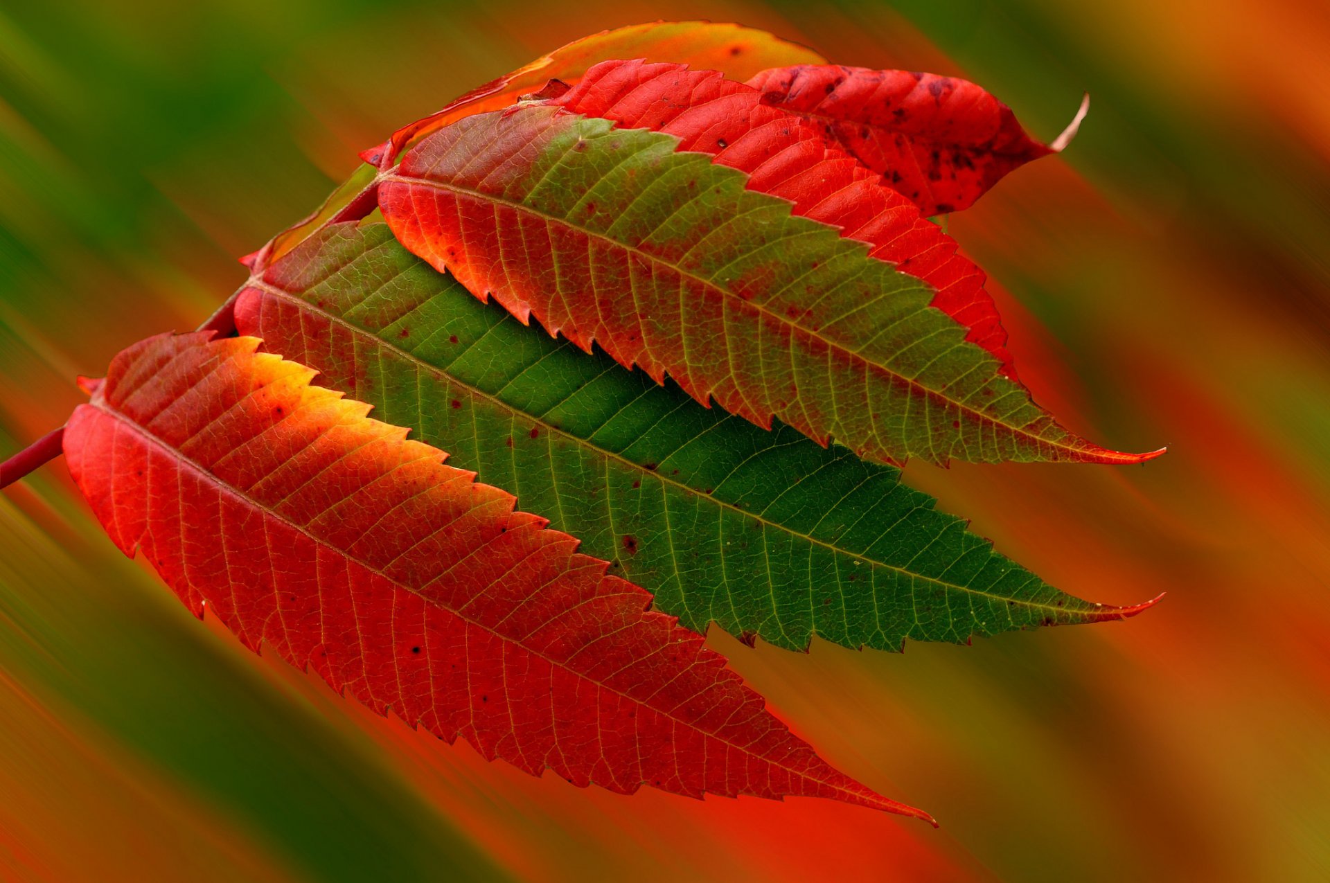 naturaleza hojas otoño temporada