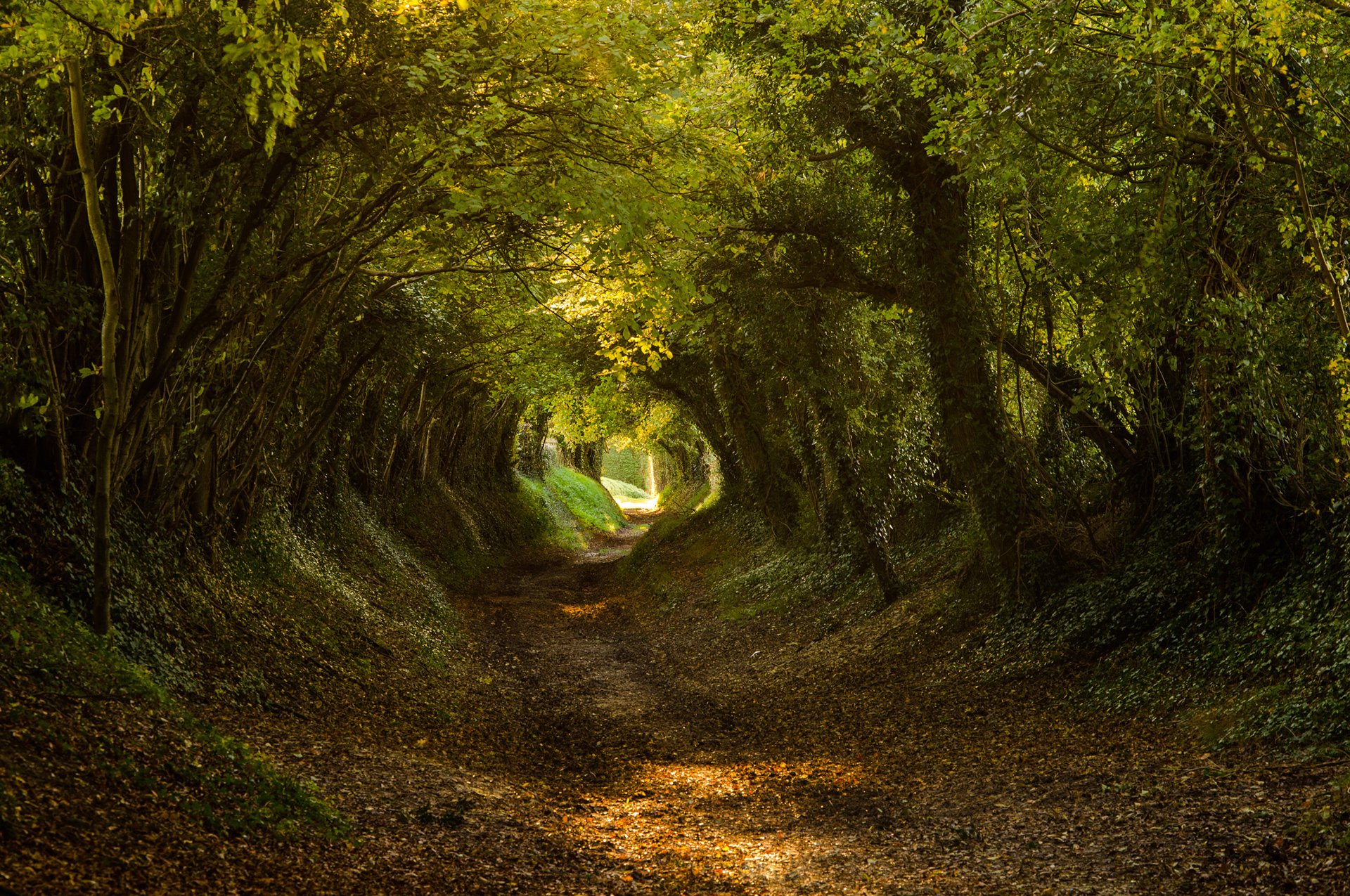 wald bäume gehweg tunnel