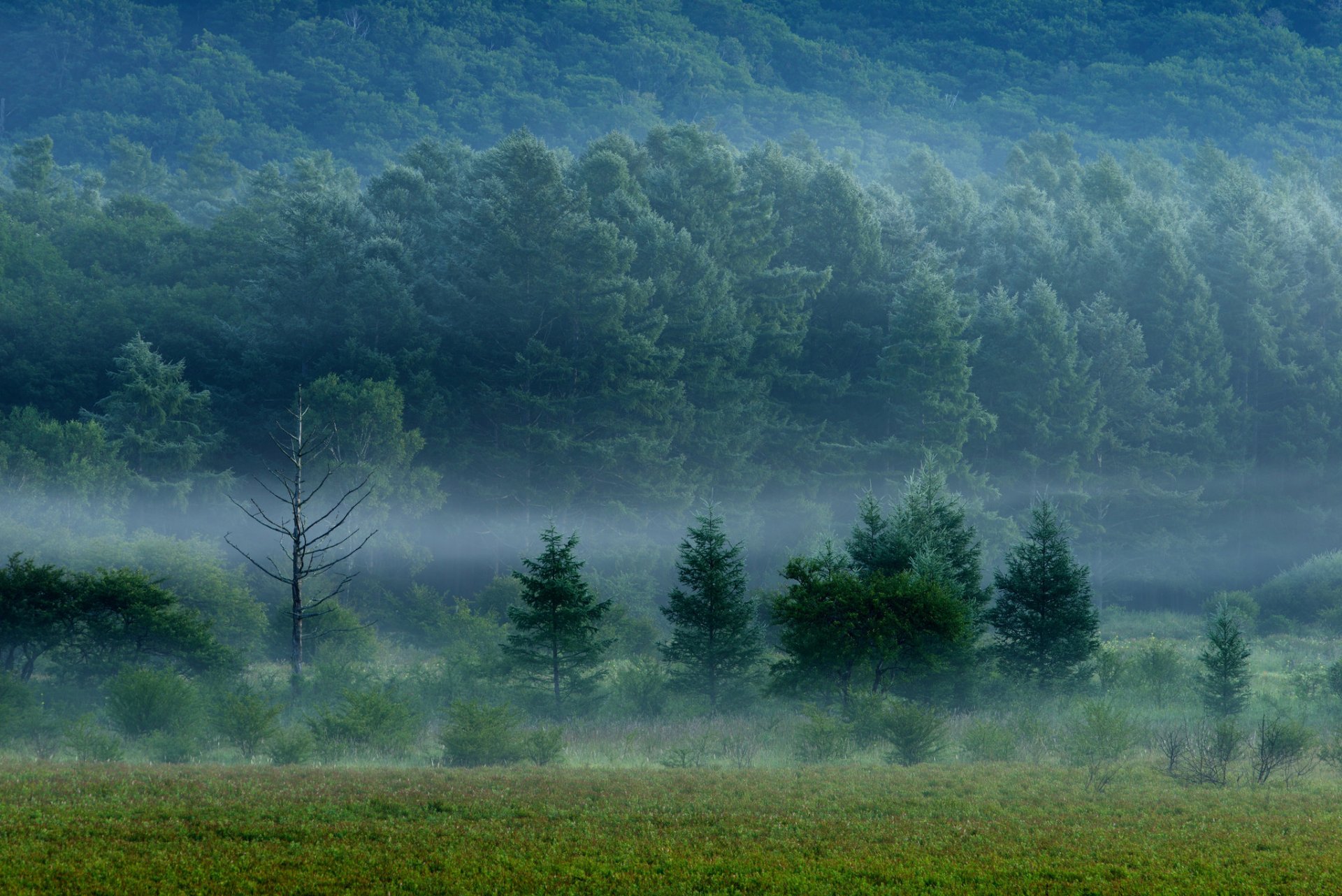 bosque árboles campo hierba niebla