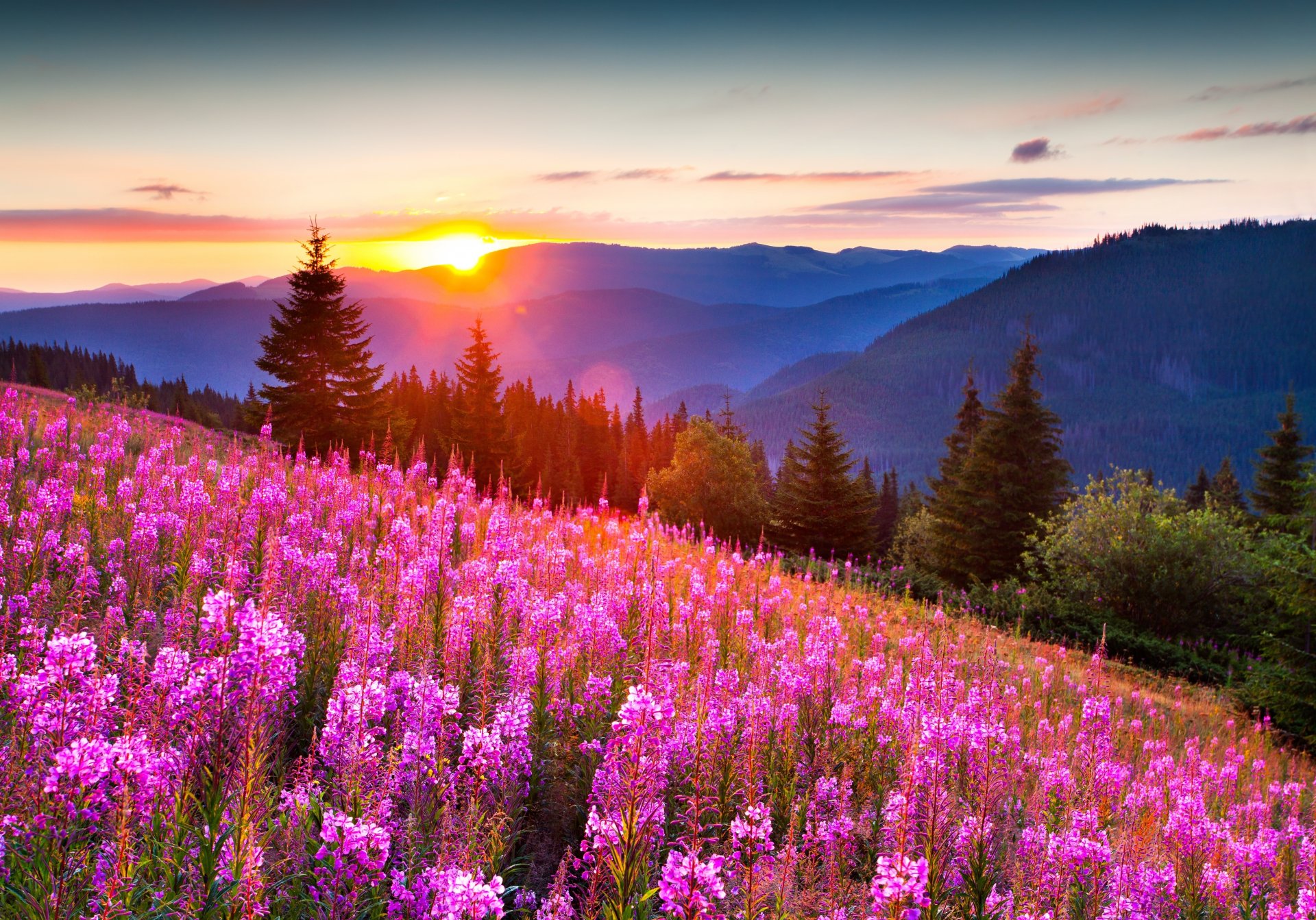 naturaleza montañas verano luz sol bosque flores foto positivo hermoso