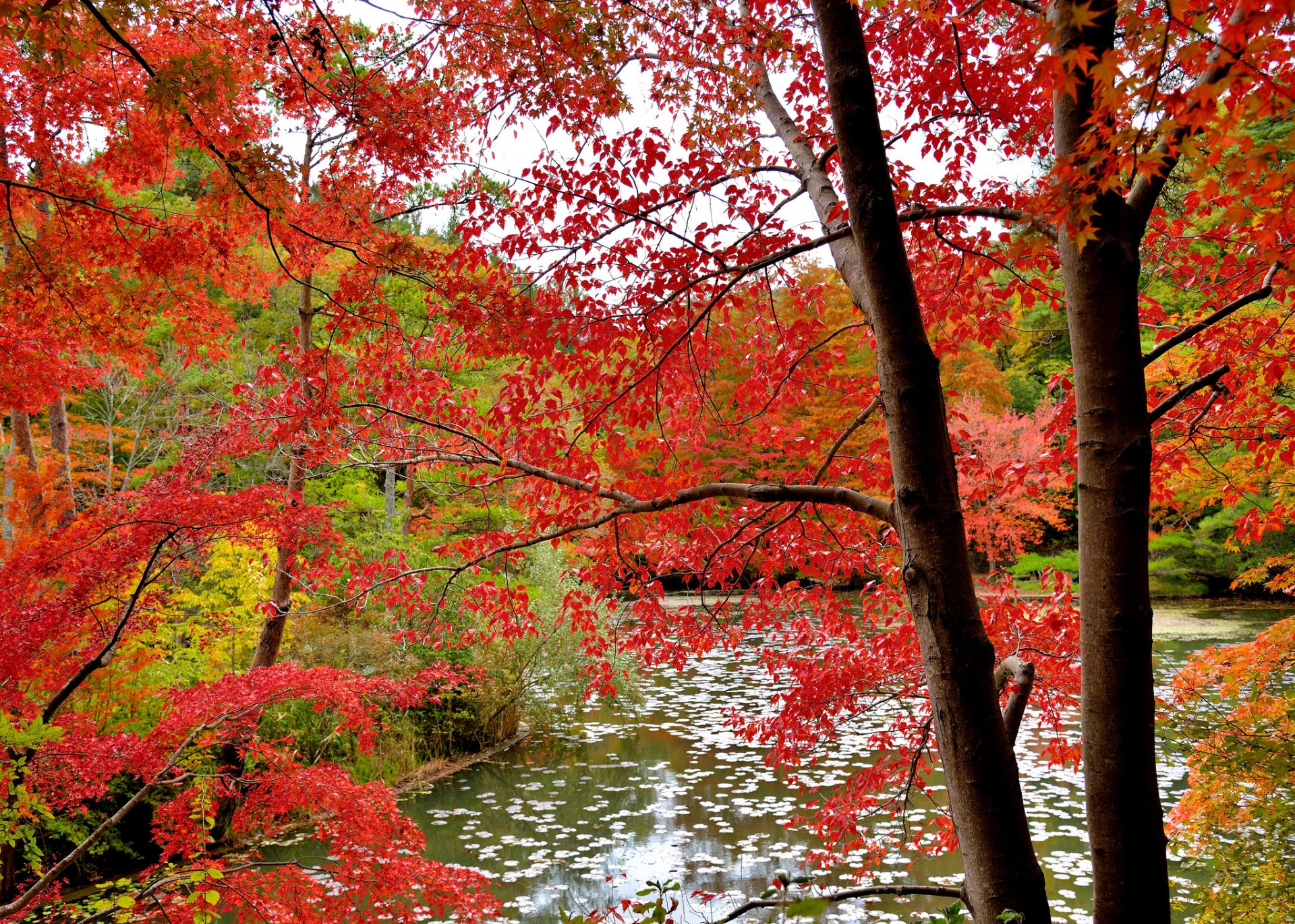 wald bäume blätter herbst purpurrot wasser