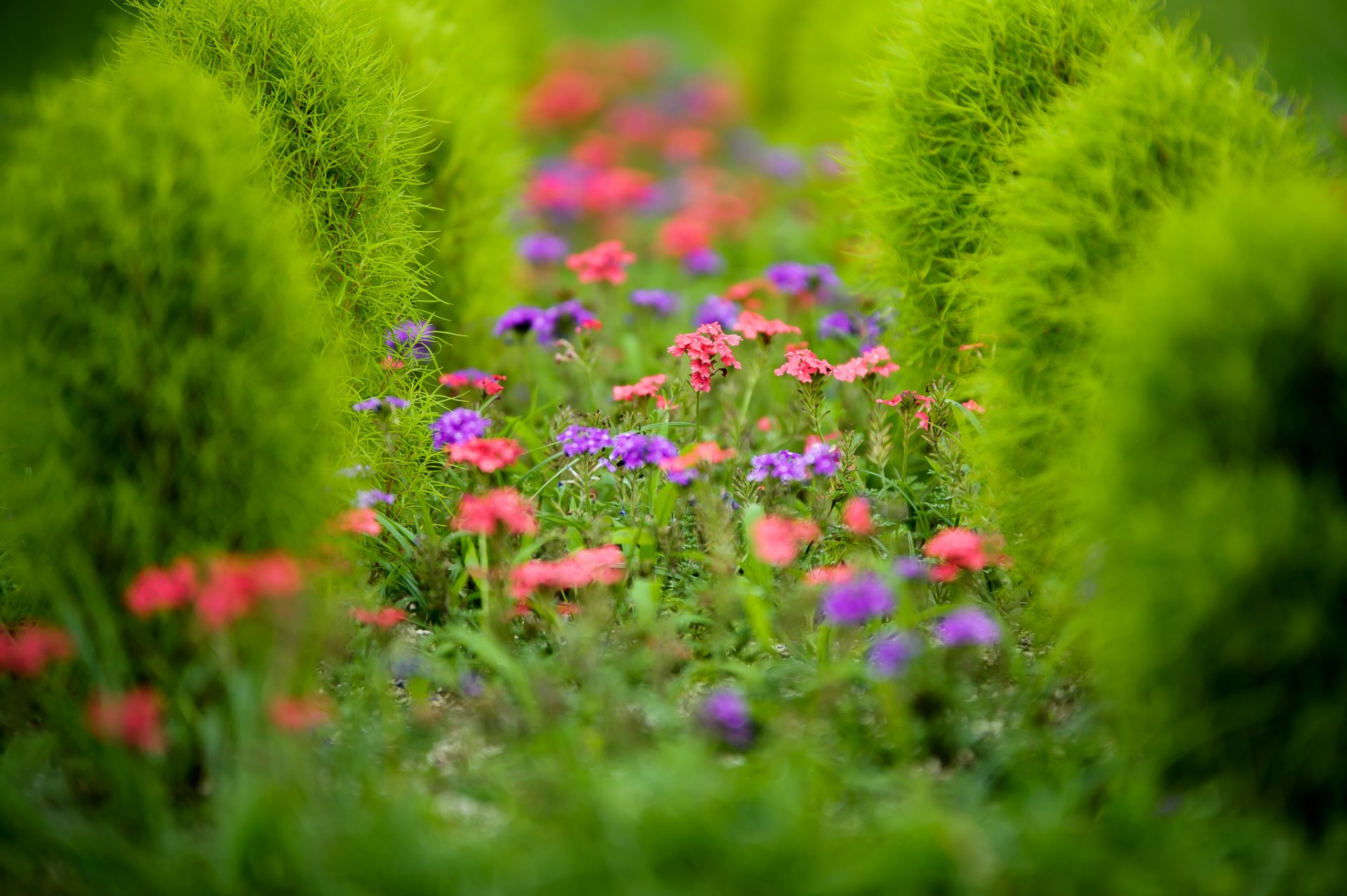 jardín parterre flores planta