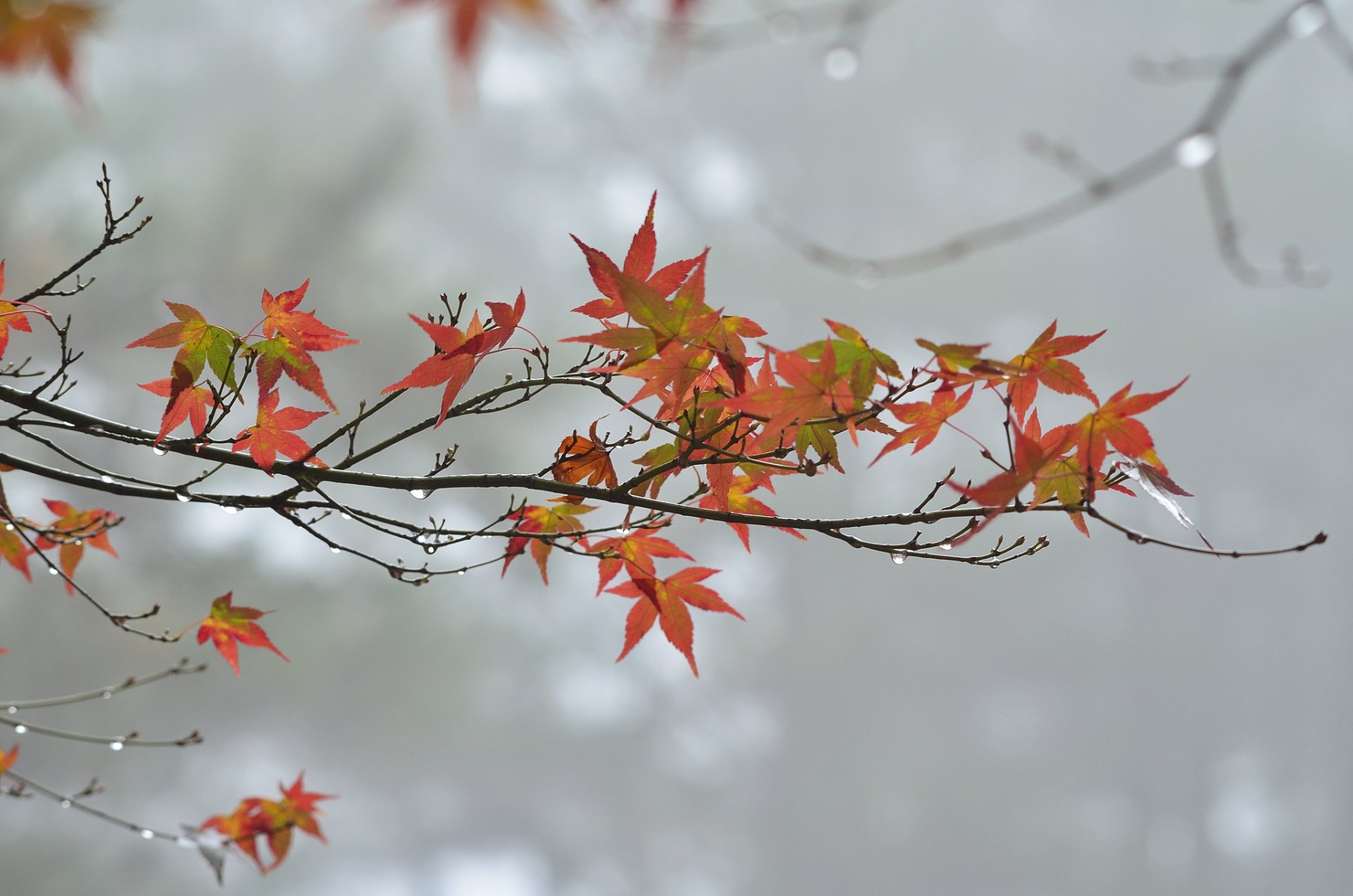 ramo foglie autunno gocce nuvoloso