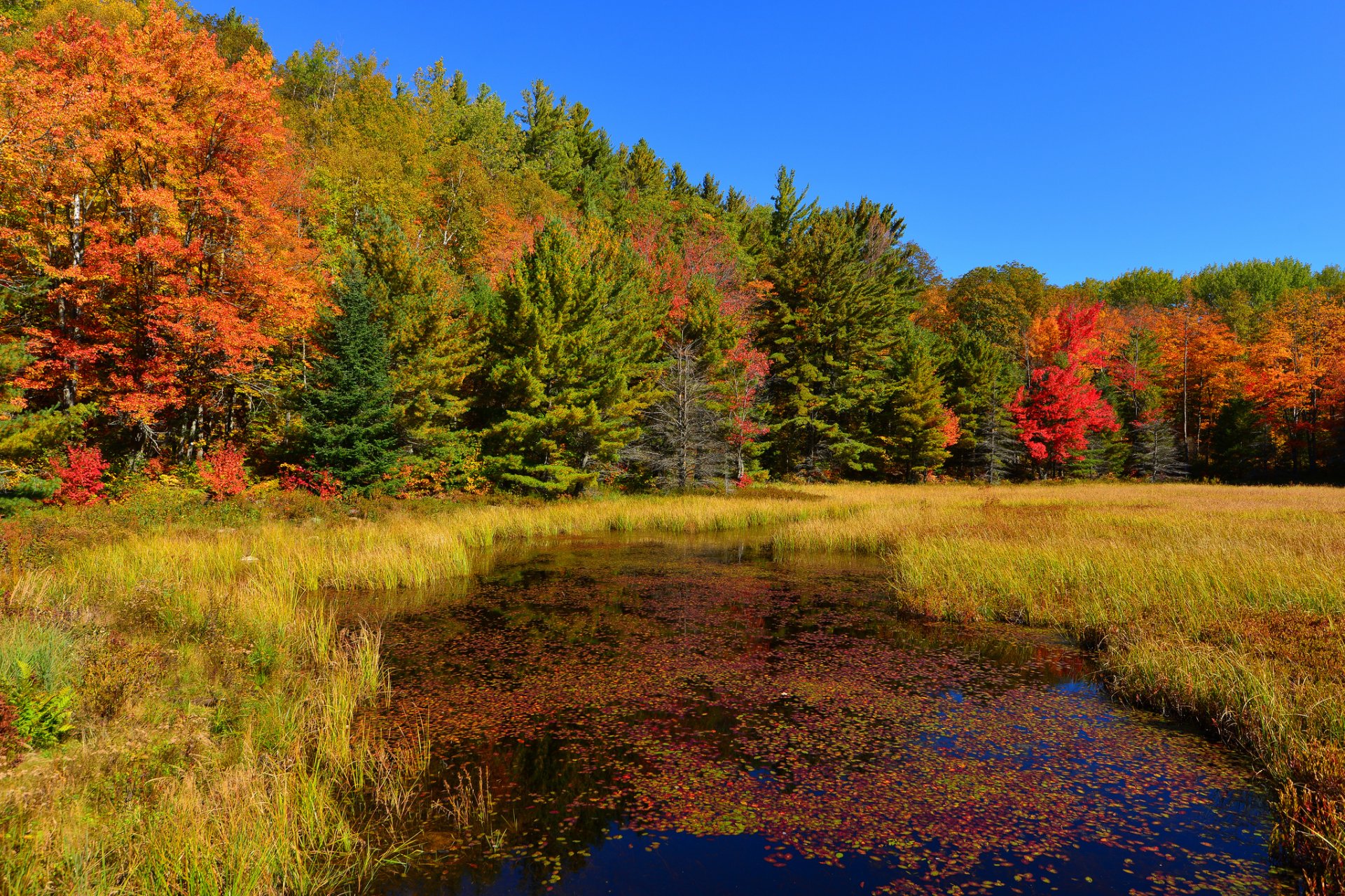 ciel forêt étang herbe arbres automne