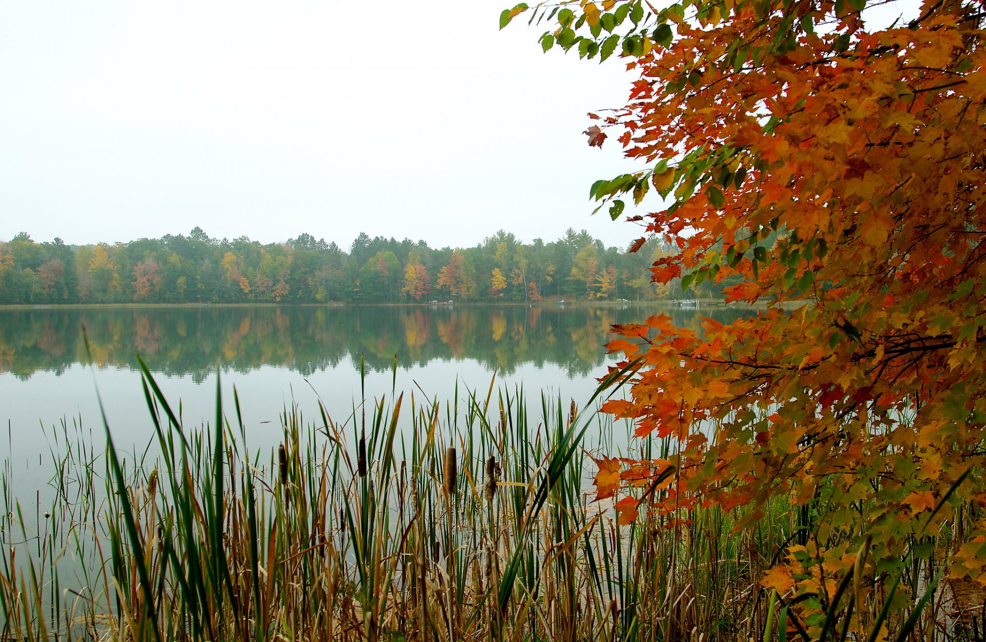 ciel forêt lac arbres feuilles automne roseaux