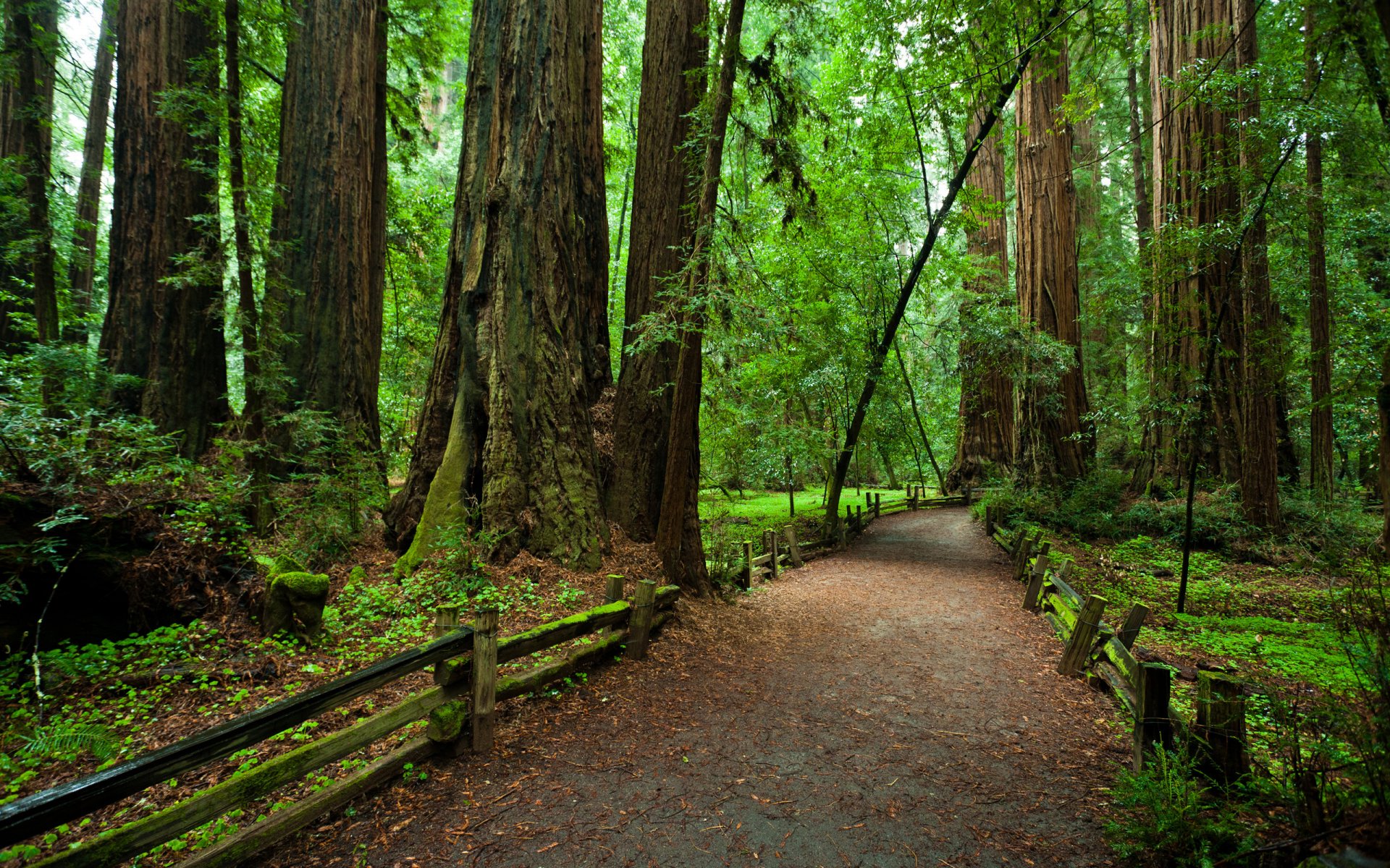 parc national redvud californie forêt arbres sentier clôture