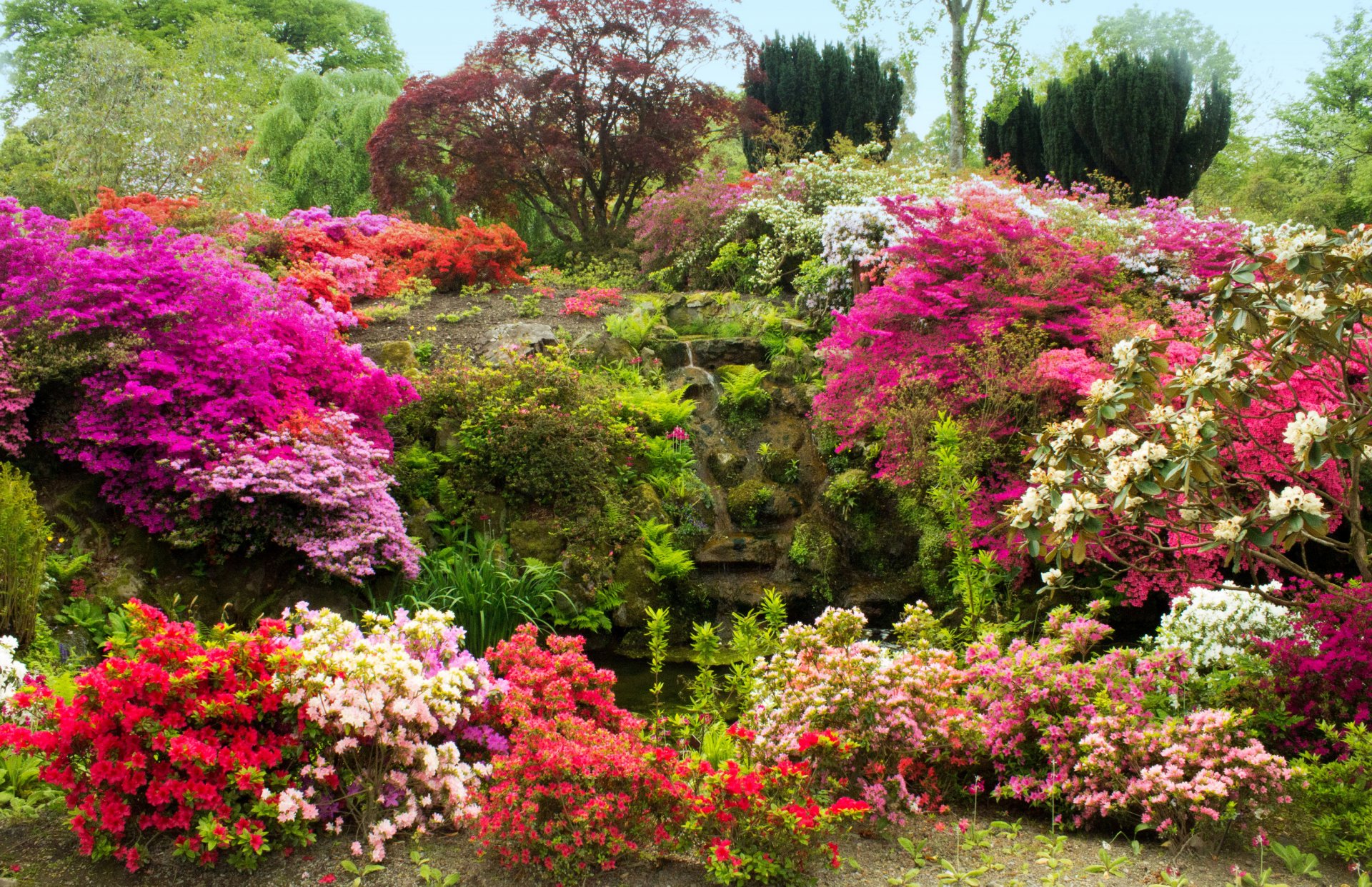 regno unito bodnant giardini galles giardino cespugli fiori azalea pietre muschio alberi