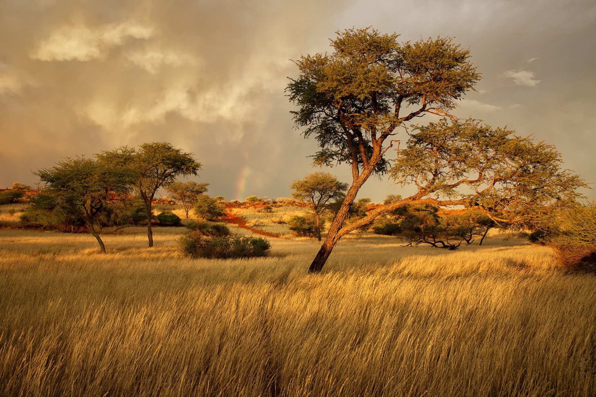 namibia afrika savanne gras bäume