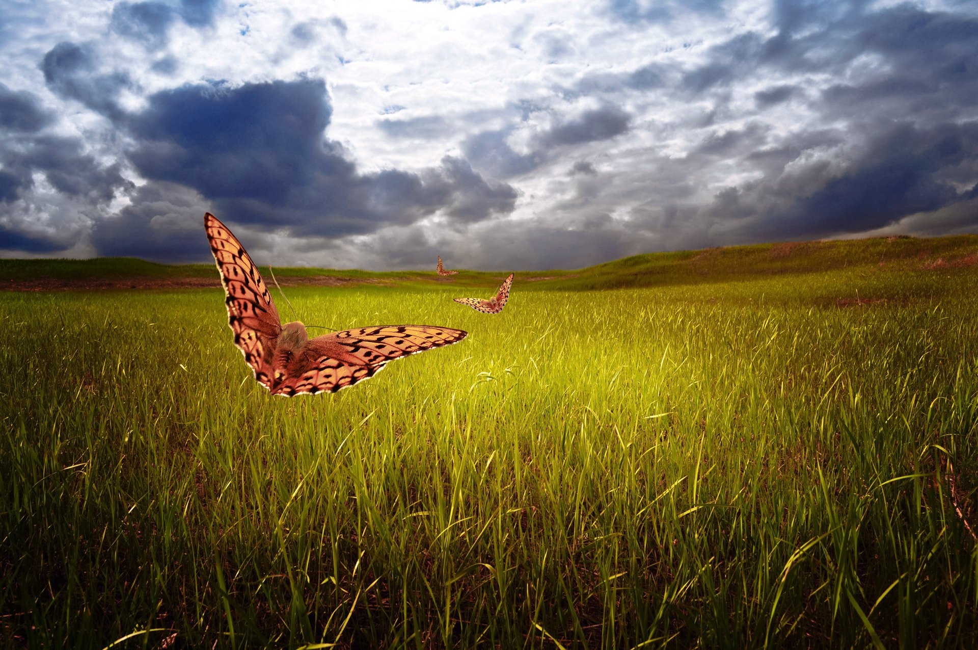 larisa koshkina naturaleza campo hierba mariposas cielo nubes arte