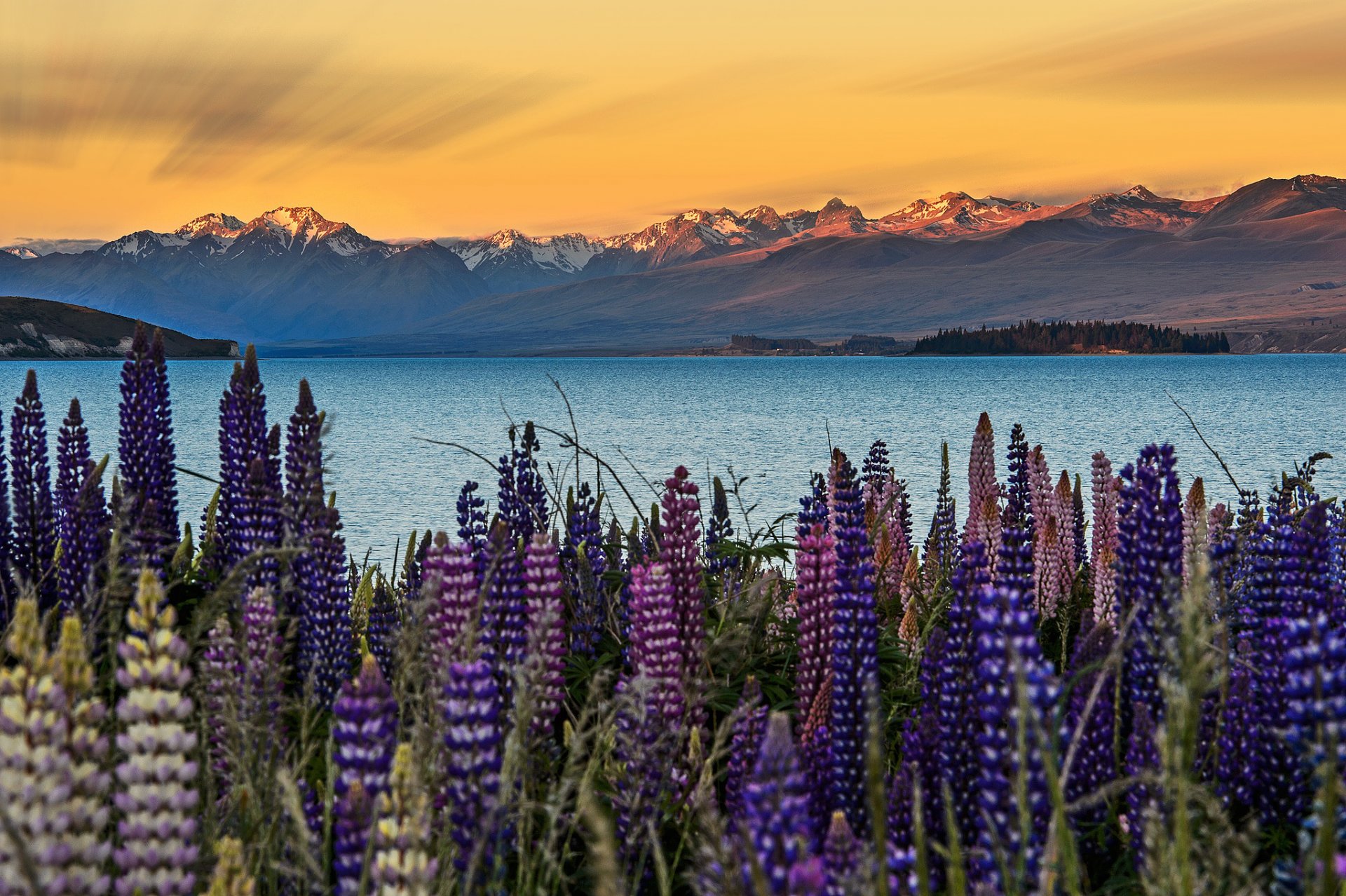 nueva zelanda isla sur lago tekapo flores lupinos montañas cielo