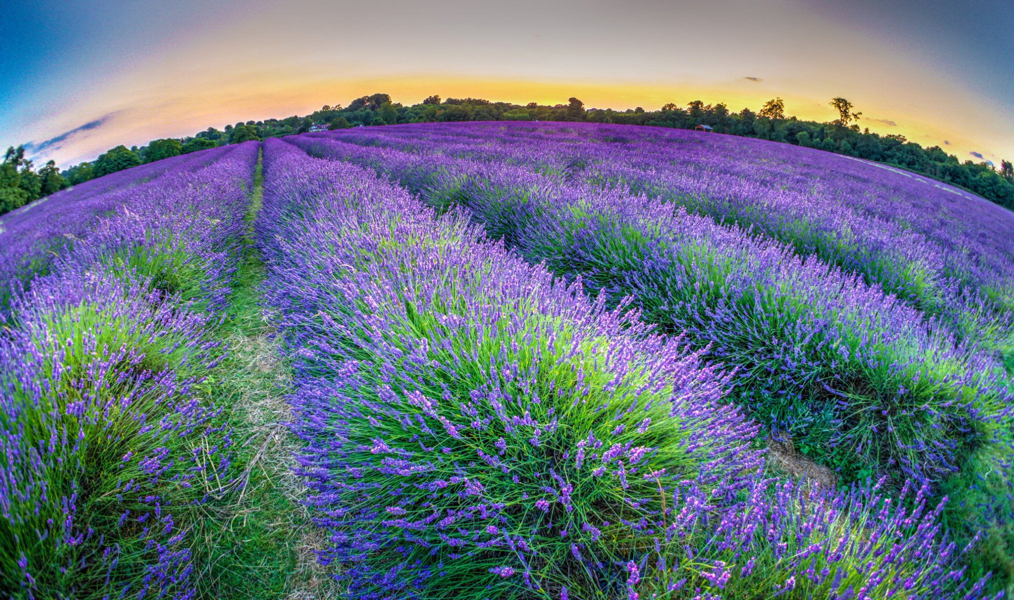 ciel soirée plantation fleurs lavande arbres