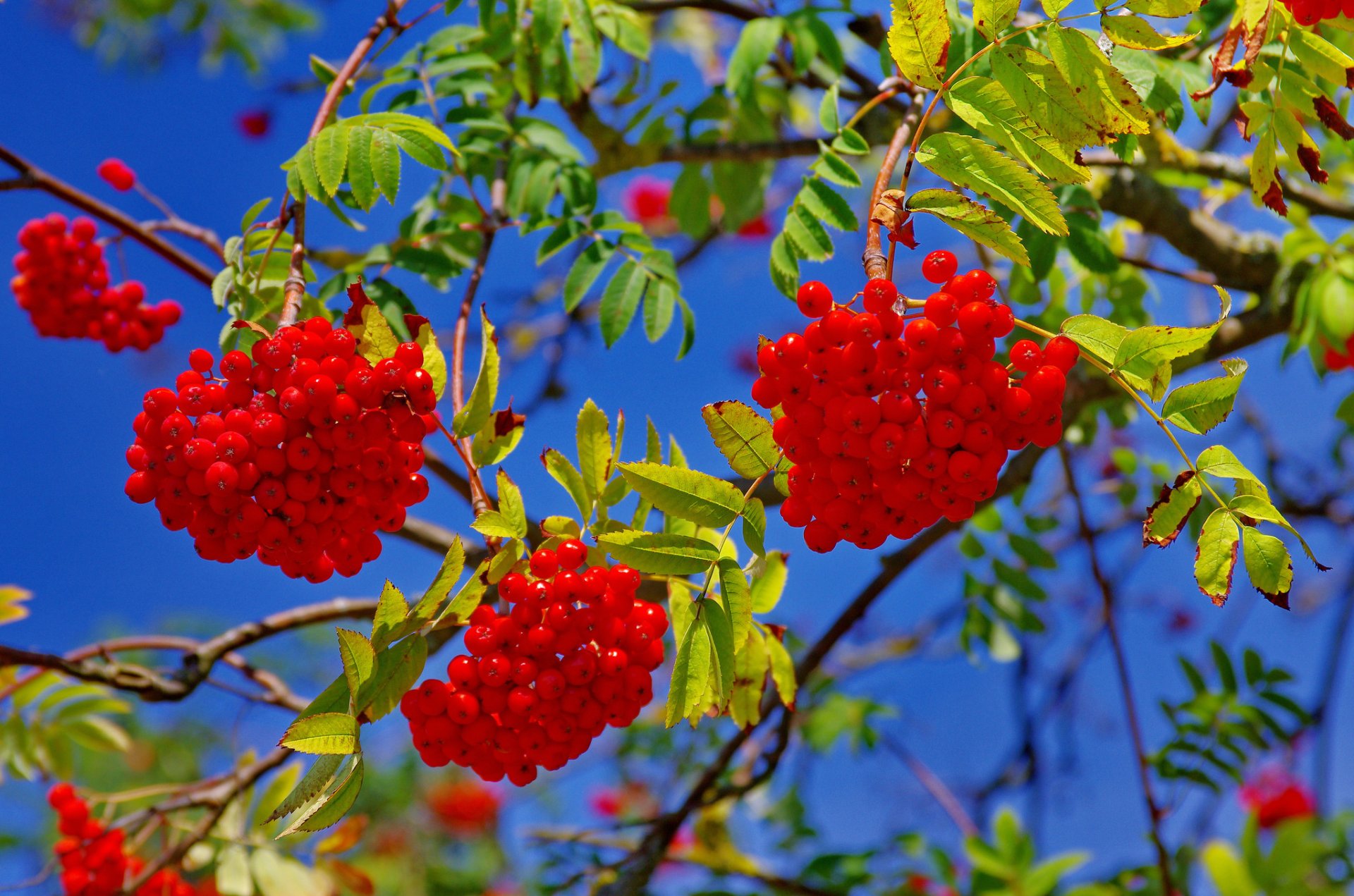 himmel zweige blätter beeren eberesche