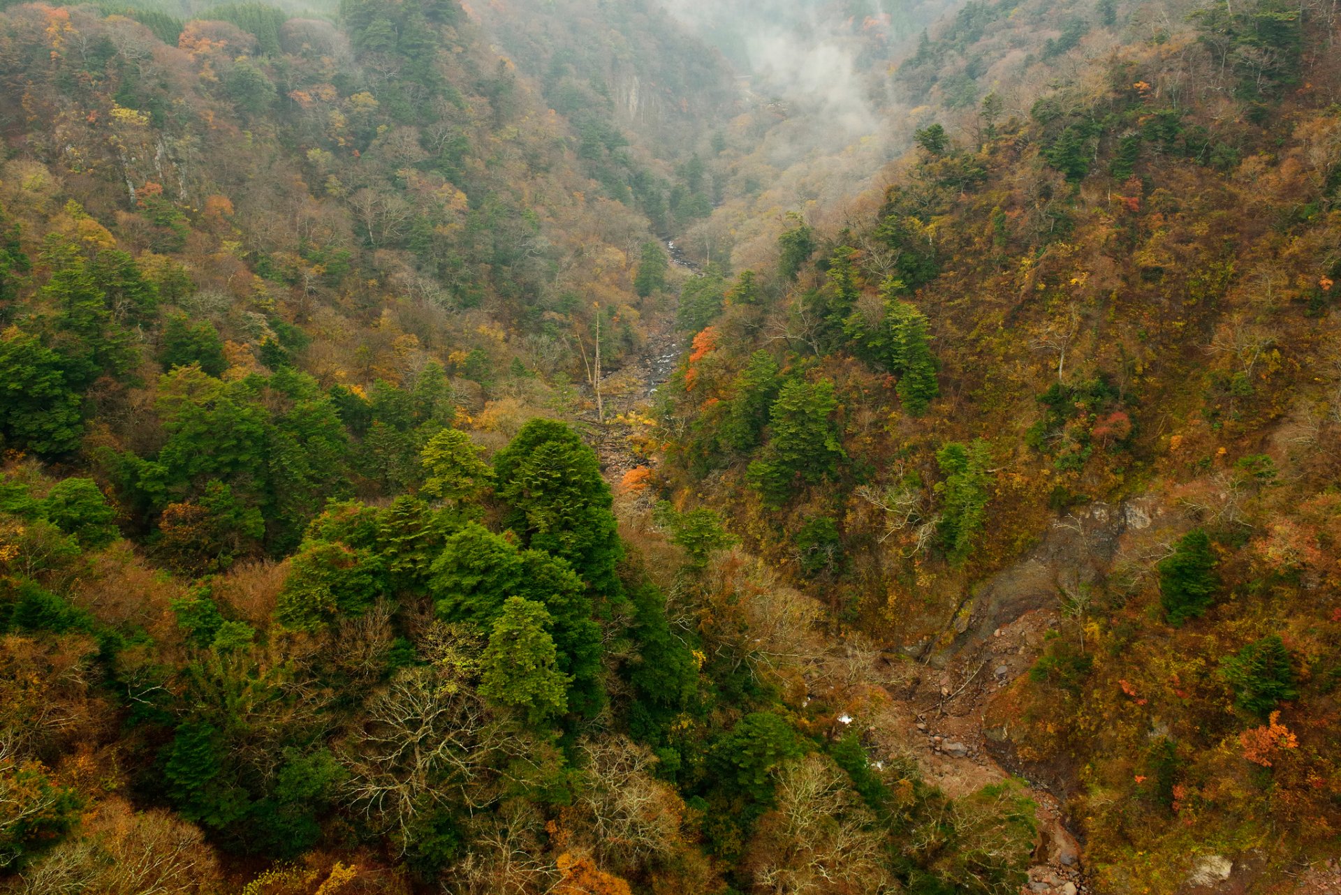 bosque árboles otoño pendiente montañas