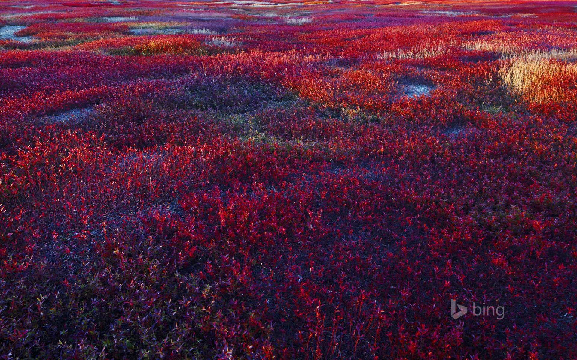 field plant blueberry blueberry maine usa